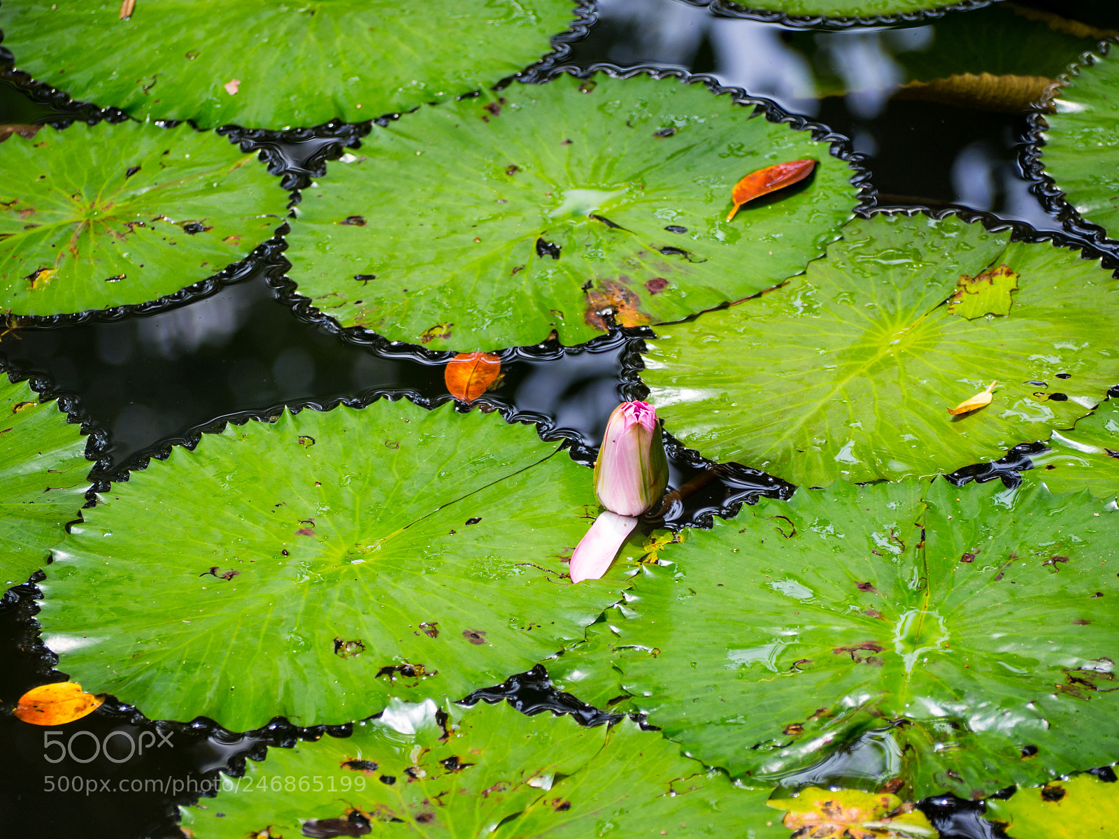 Olympus OM-D E-M10 II sample photo. Pond photography