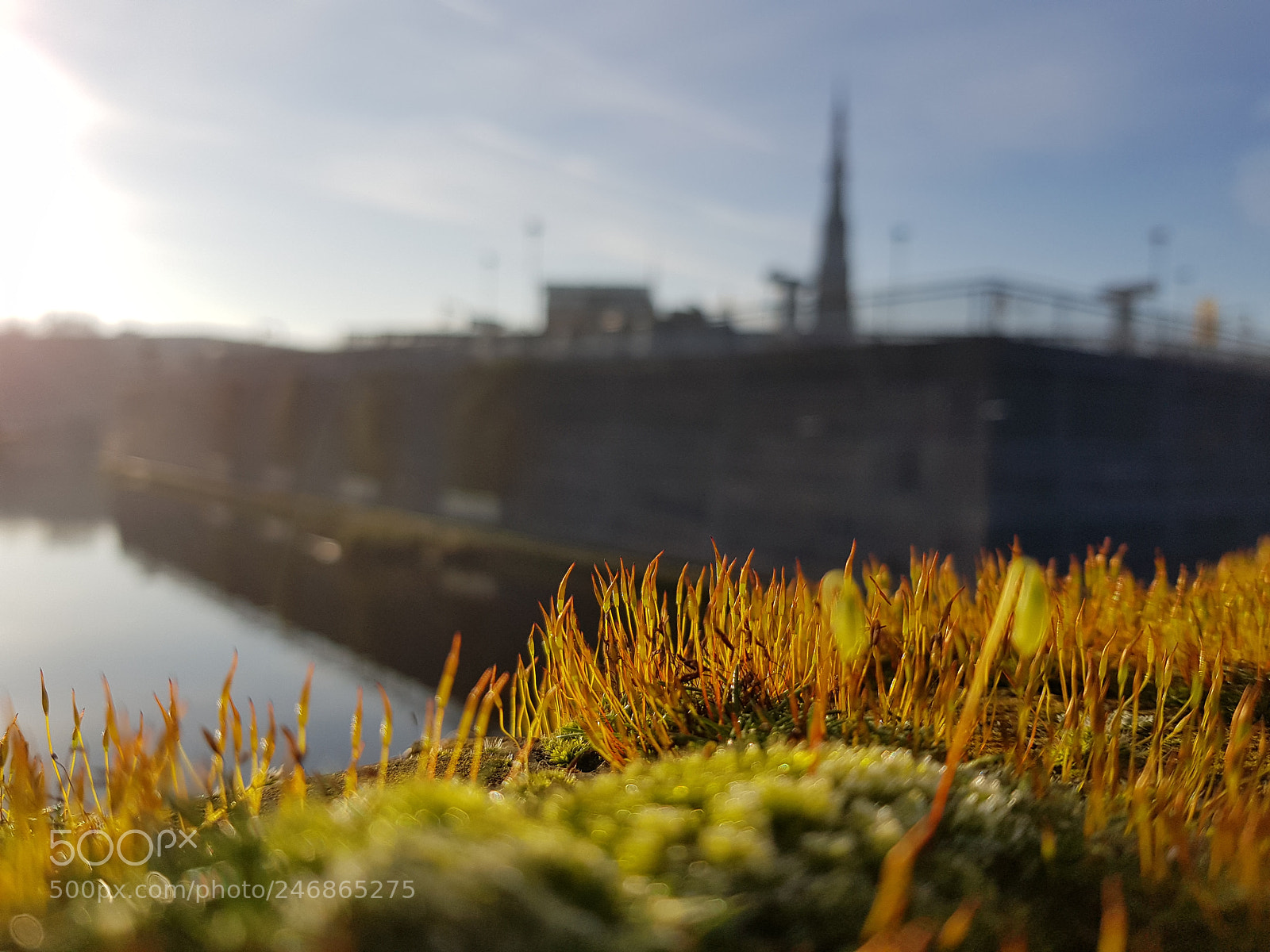 Samsung Galaxy S8 sample photo. Little moss starts growing photography
