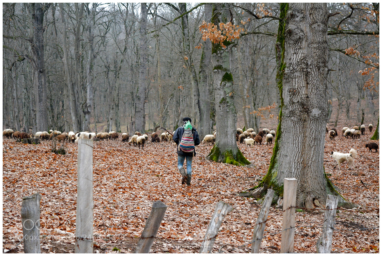 Nikon D5200 sample photo. In forest photography