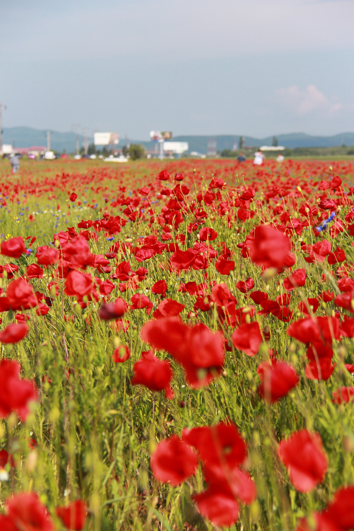 Canon EF-S 18-200mm F3.5-5.6 IS sample photo. Poppy flower field photography