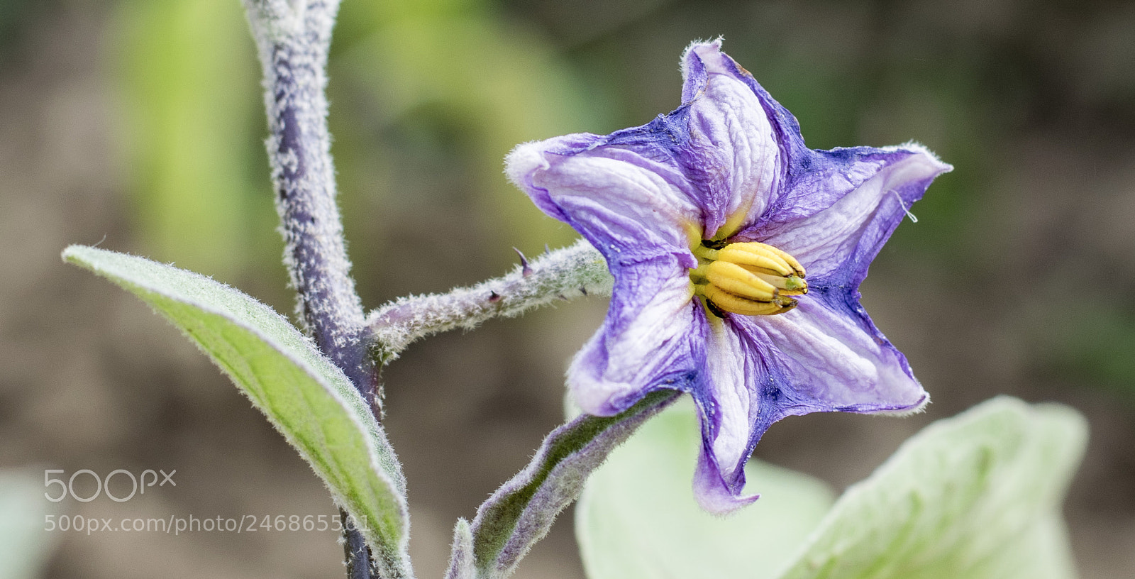 Nikon D5300 sample photo. Eggplant flower. photography
