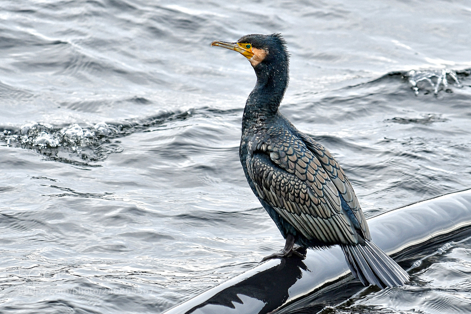 Nikon D500 sample photo. Cormorant photography