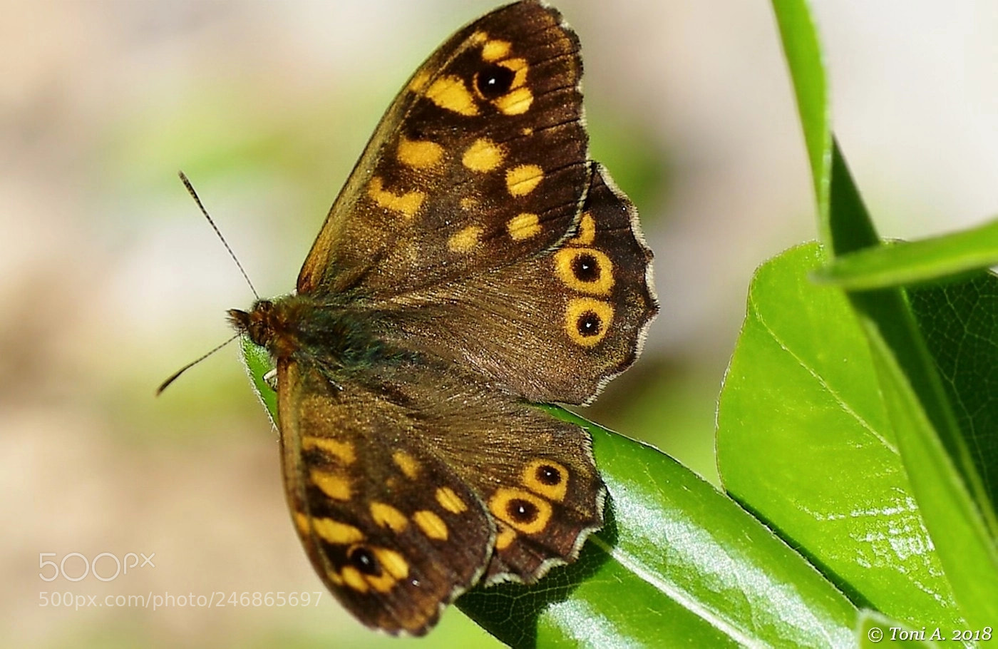 Pentax K-5 II sample photo. Melitaea athalia photography