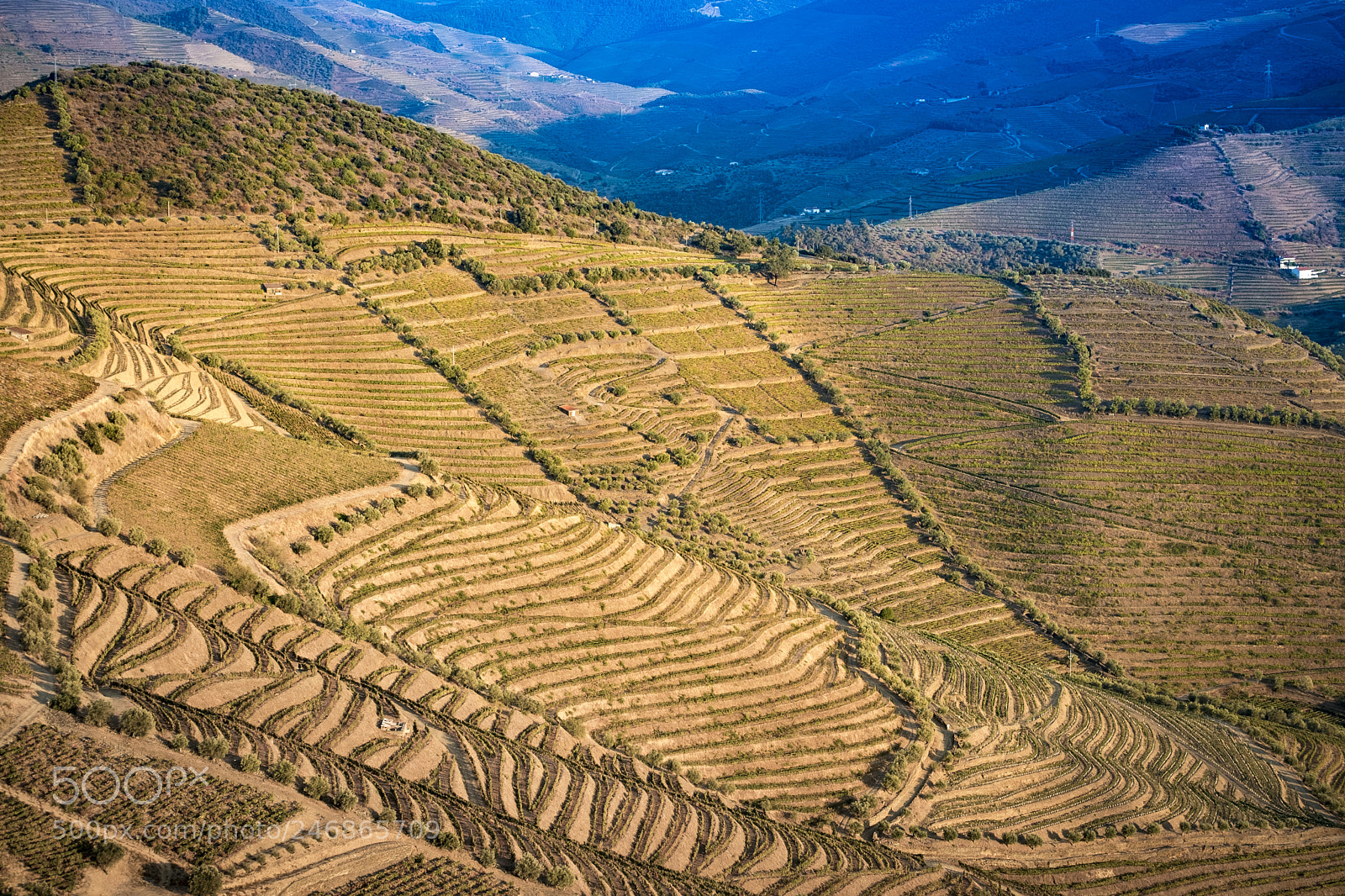 Fujifilm X-T2 sample photo. Vineyards in the douro photography