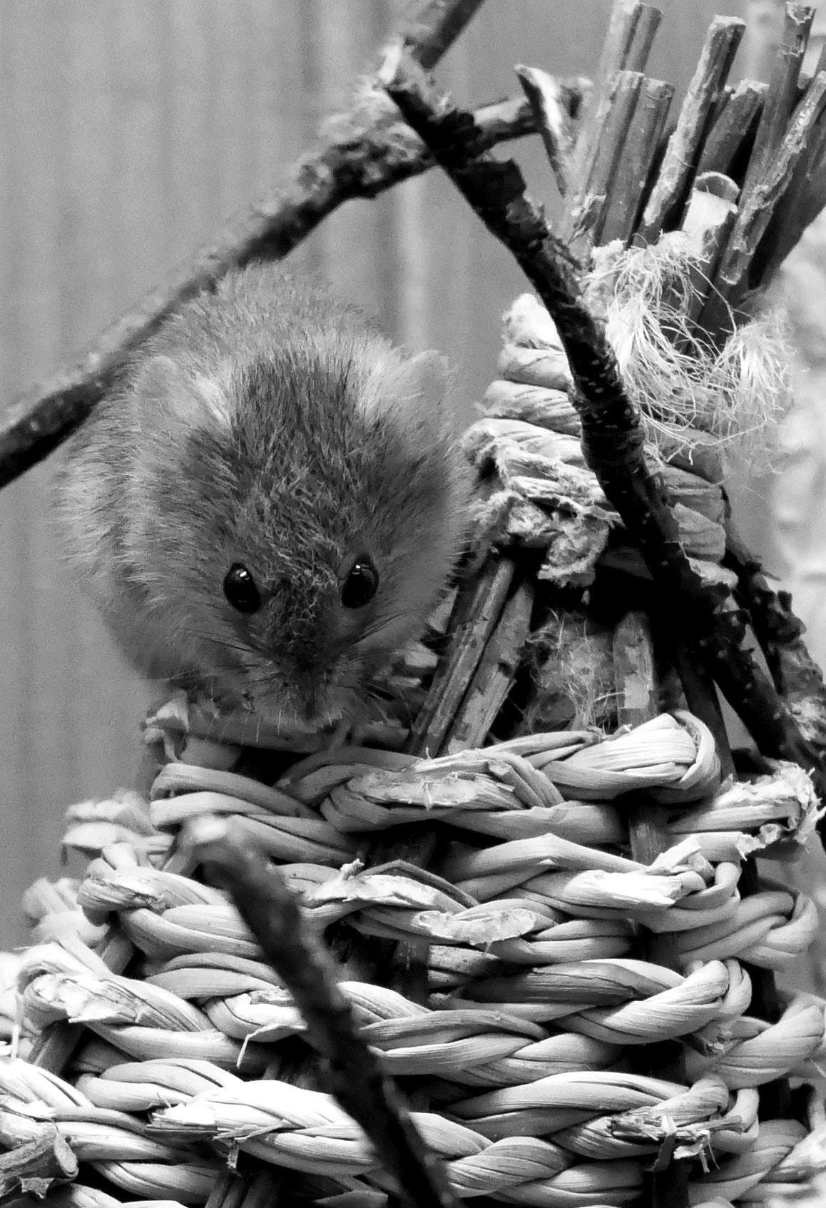 Panasonic Lumix DC-GX850 (Lumix DC-GX800 / Lumix DC-GF9) sample photo. Harvest mouse photography