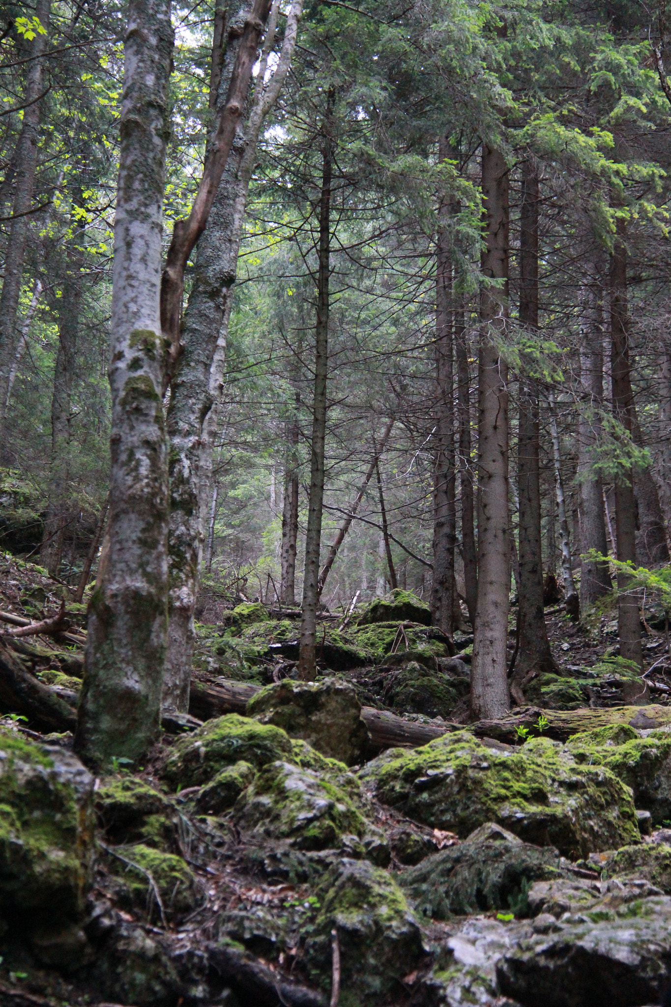 Canon EF-S 18-200mm F3.5-5.6 IS sample photo. The forrest photography