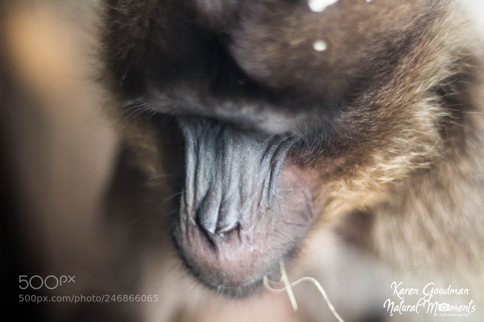 Canon EOS 1300D (EOS Rebel T6 / EOS Kiss X80) sample photo. Dudley zoo photography