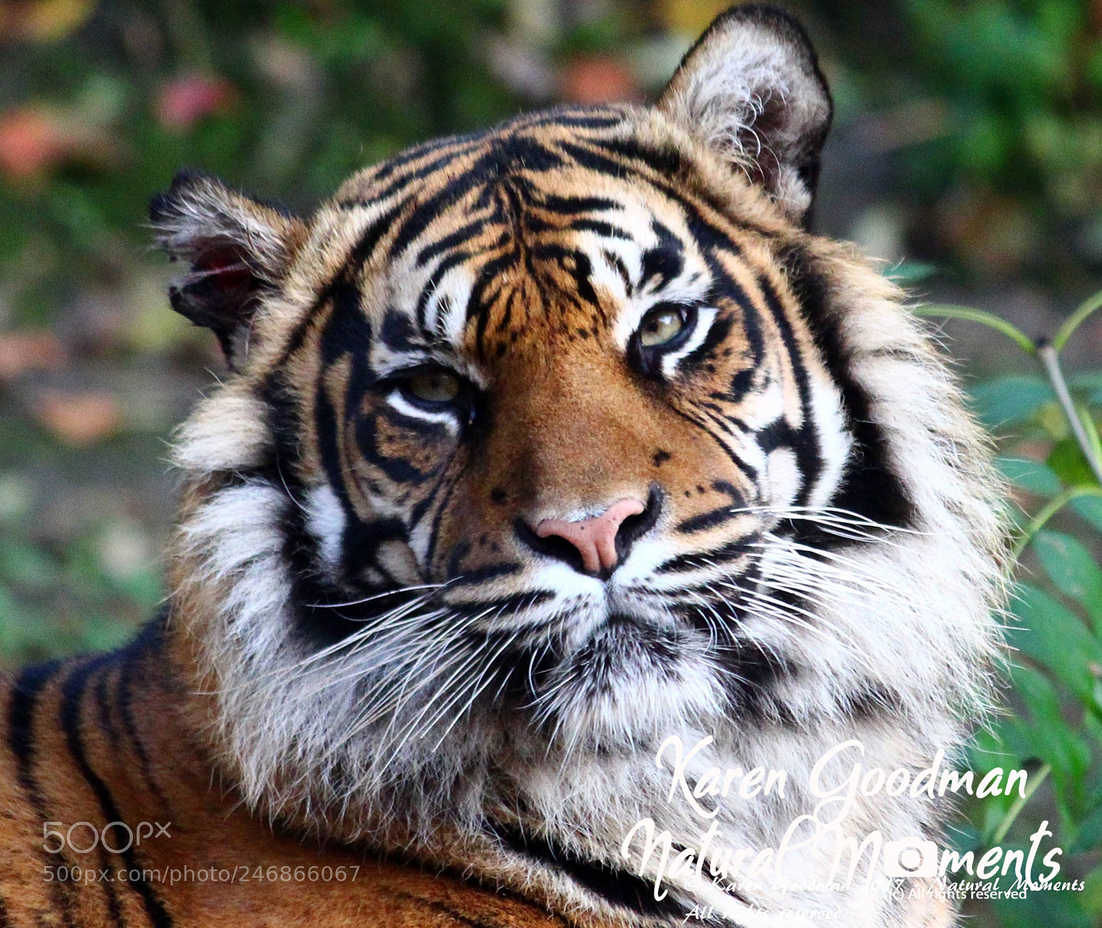 Canon EOS 1300D (EOS Rebel T6 / EOS Kiss X80) sample photo. Dudley zoo photography