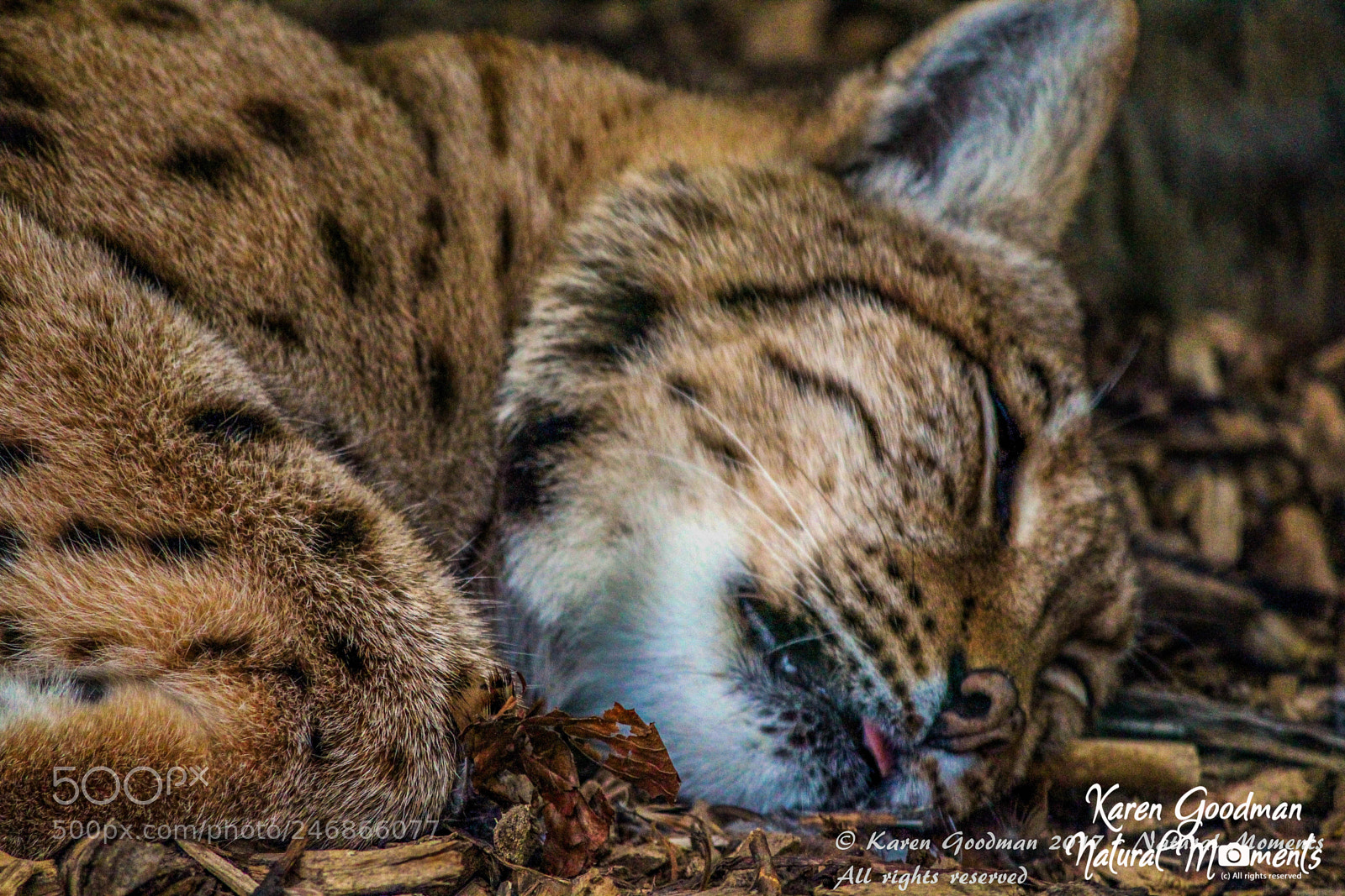 Canon EOS 1300D (EOS Rebel T6 / EOS Kiss X80) sample photo. Dudley zoo photography
