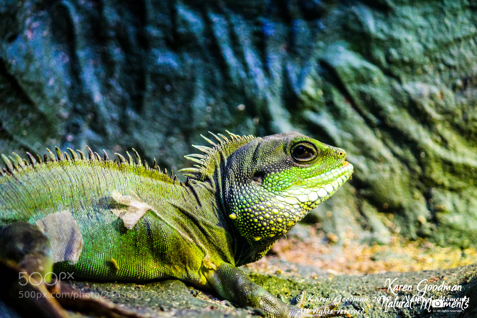 Canon EOS 1300D (EOS Rebel T6 / EOS Kiss X80) sample photo. Dudley zoo photography