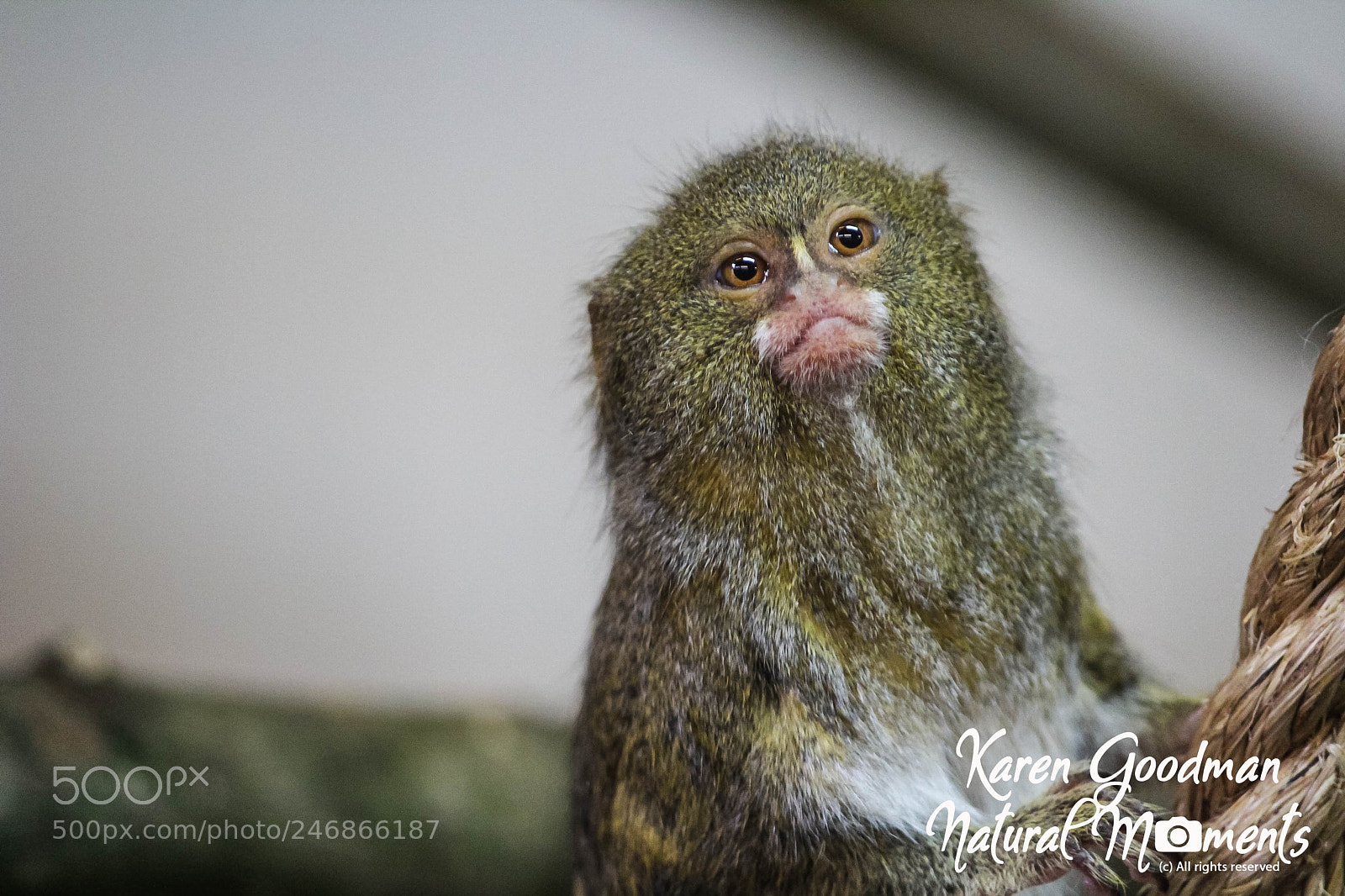Canon EOS 1300D (EOS Rebel T6 / EOS Kiss X80) sample photo. Dudley zoo photography