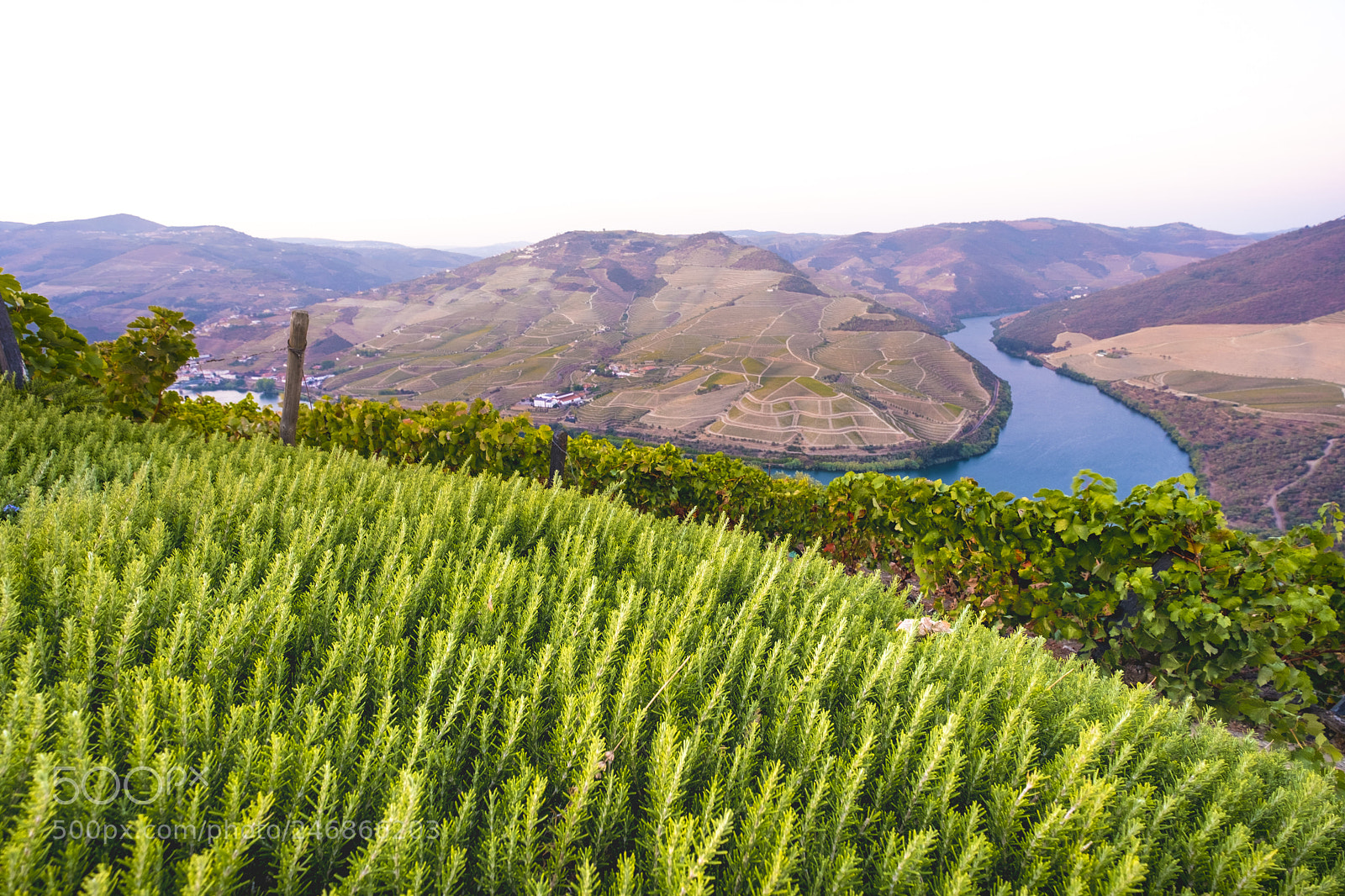 Fujifilm X-T2 sample photo. Vineyards in the douro photography