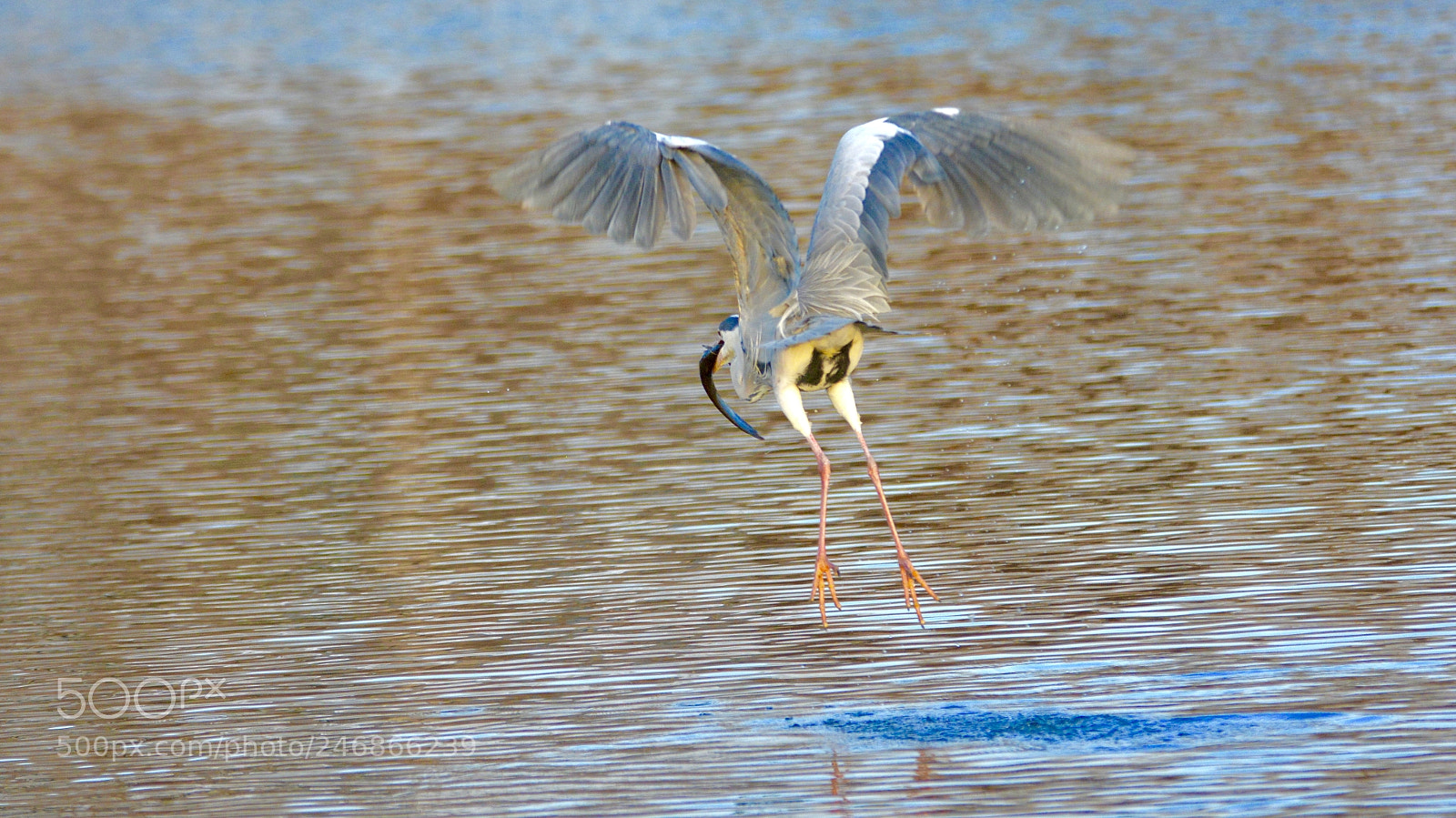Nikon D5200 sample photo. Crane !! photography