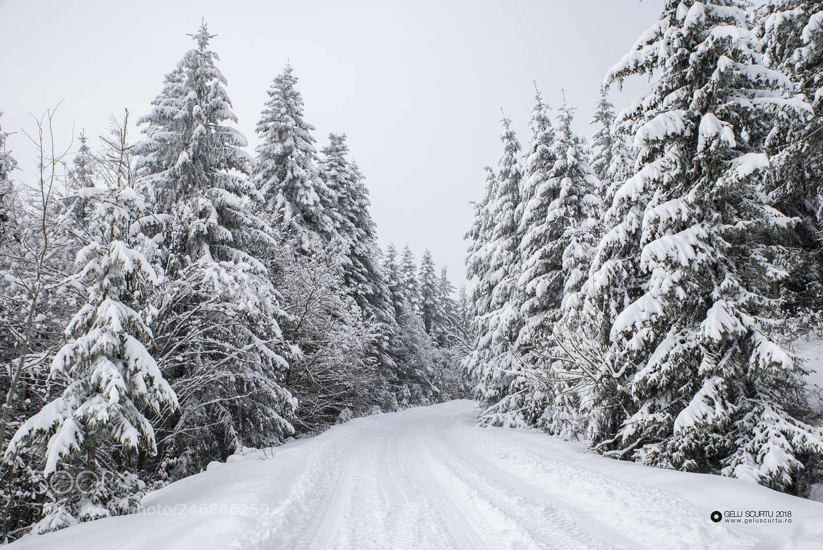 Nikon D610 sample photo. Winter photography