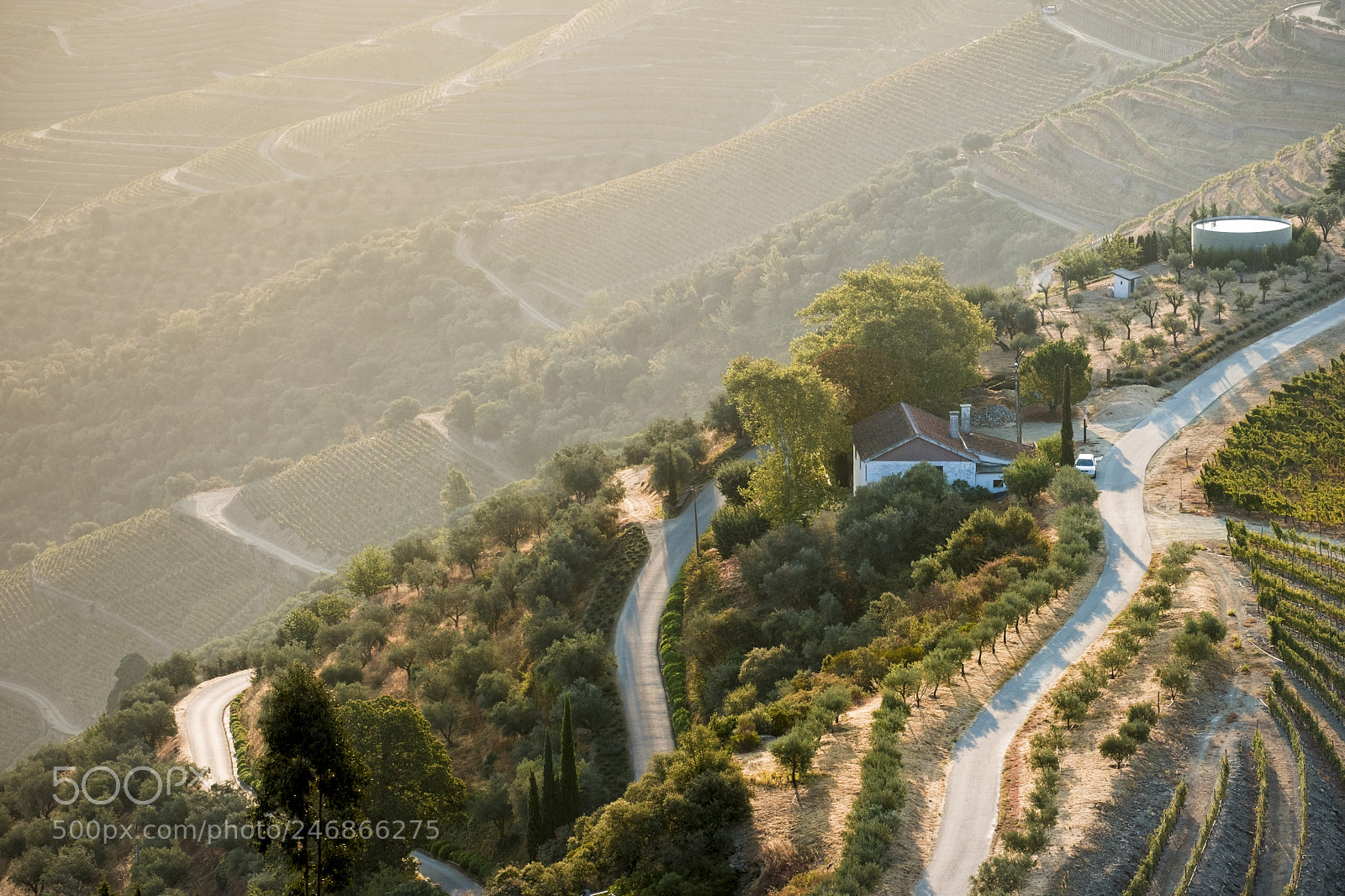 Fujifilm X-T2 sample photo. Vineyards in the douro photography