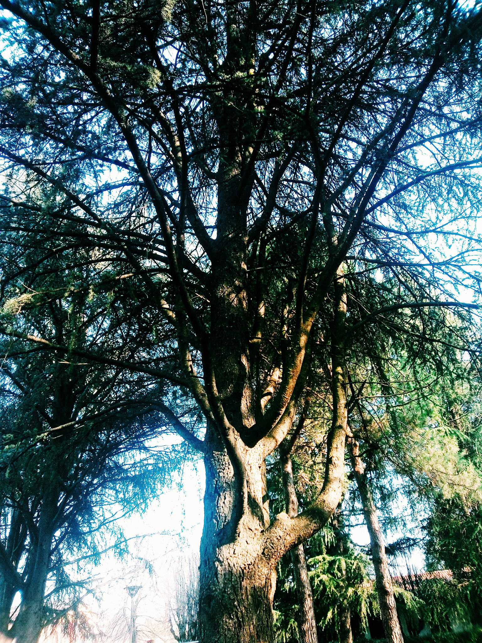 Meizu M5 sample photo. Rain of branches photography