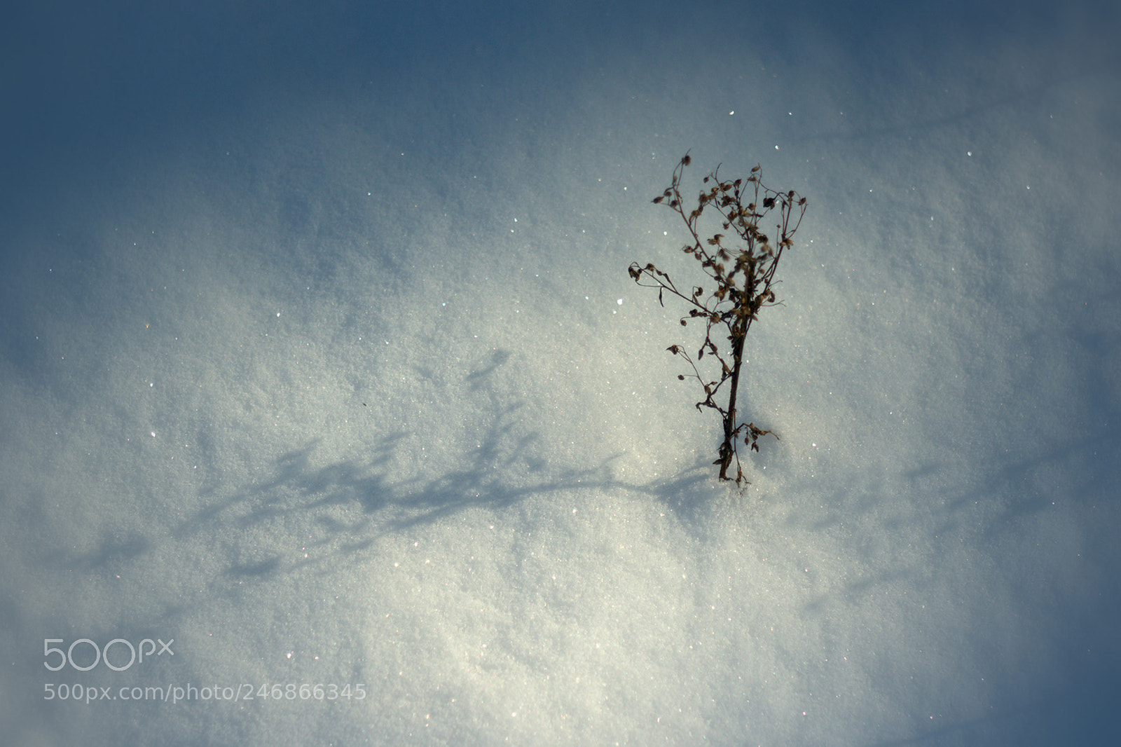 Canon EOS 600D (Rebel EOS T3i / EOS Kiss X5) sample photo. Winter garden photography