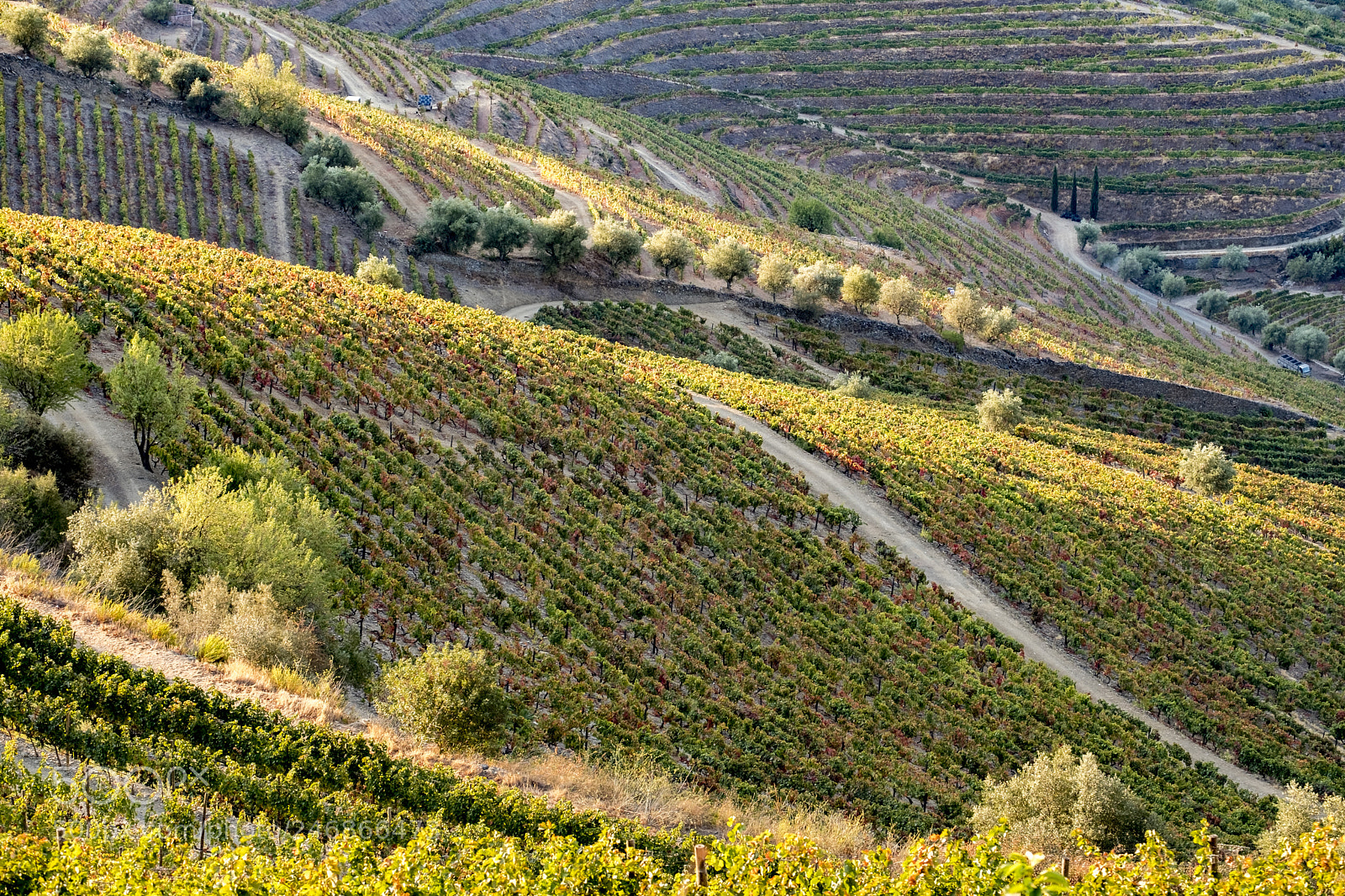Fujifilm X-T2 sample photo. Vineyards in the douro photography