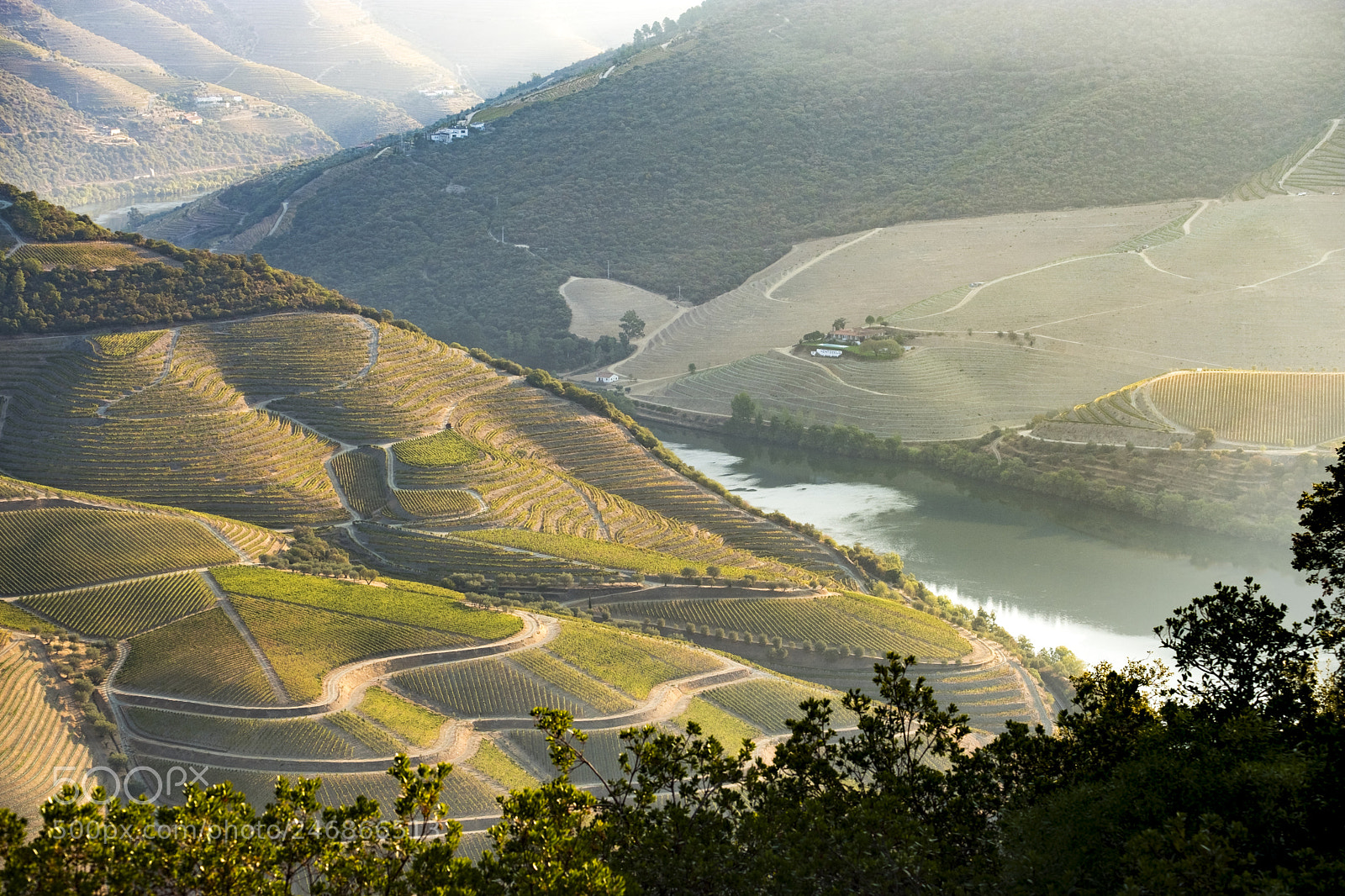 Fujifilm X-T2 sample photo. Vineyards in the douro photography