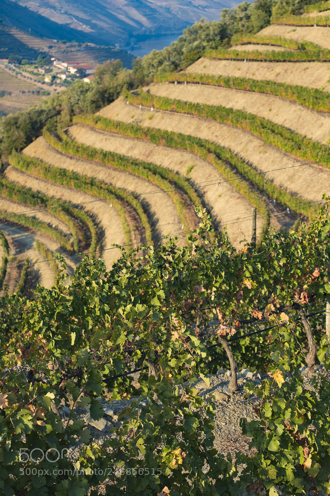 Fujifilm X-T2 sample photo. Vineyards in the douro photography