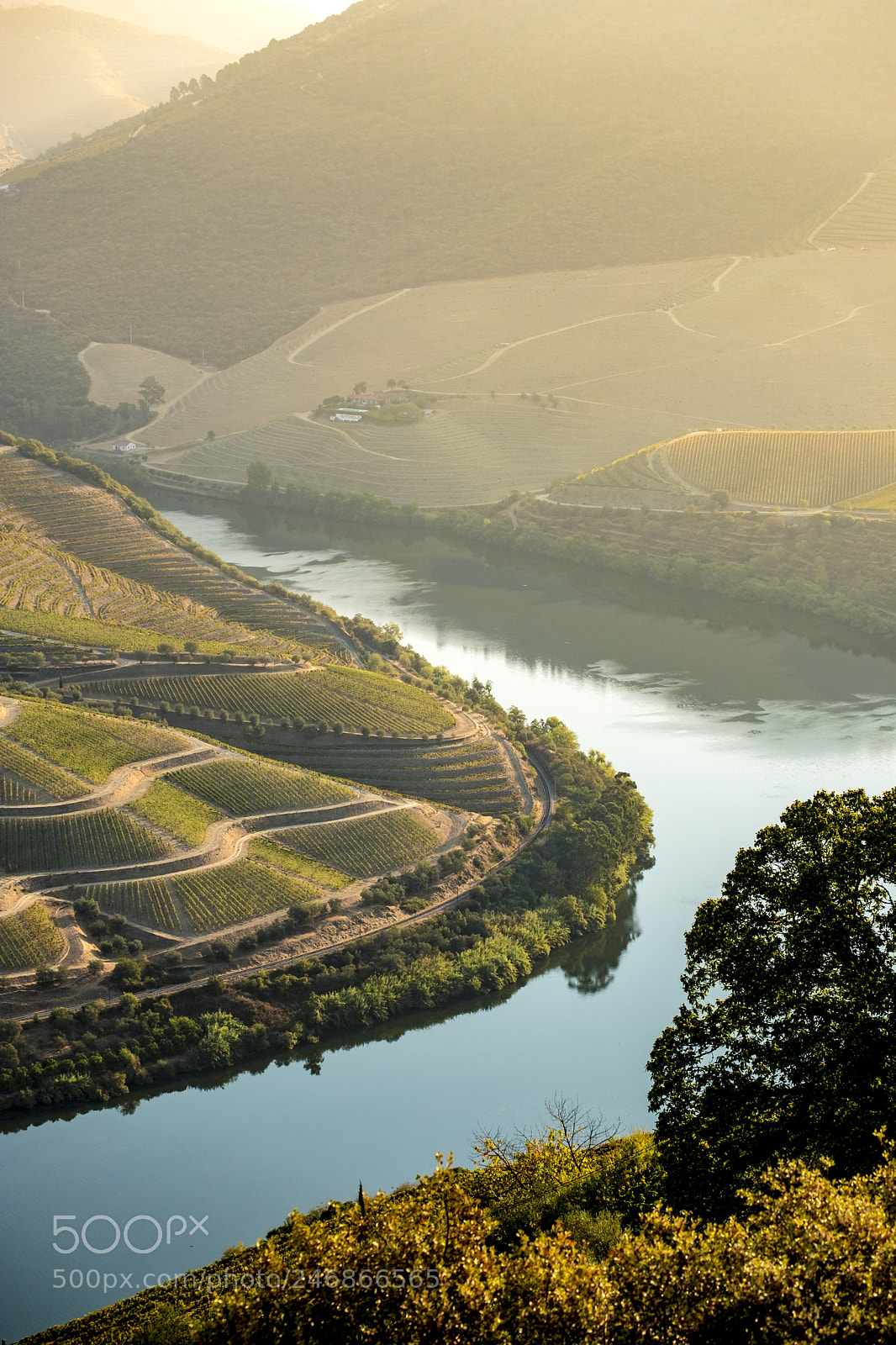 Fujifilm X-T2 sample photo. Vineyards in the douro photography