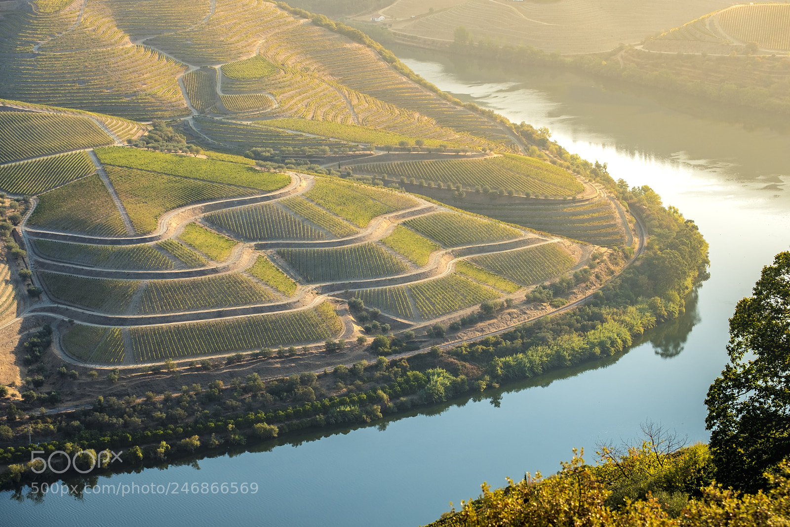 Fujifilm X-T2 sample photo. Vineyards in the douro photography