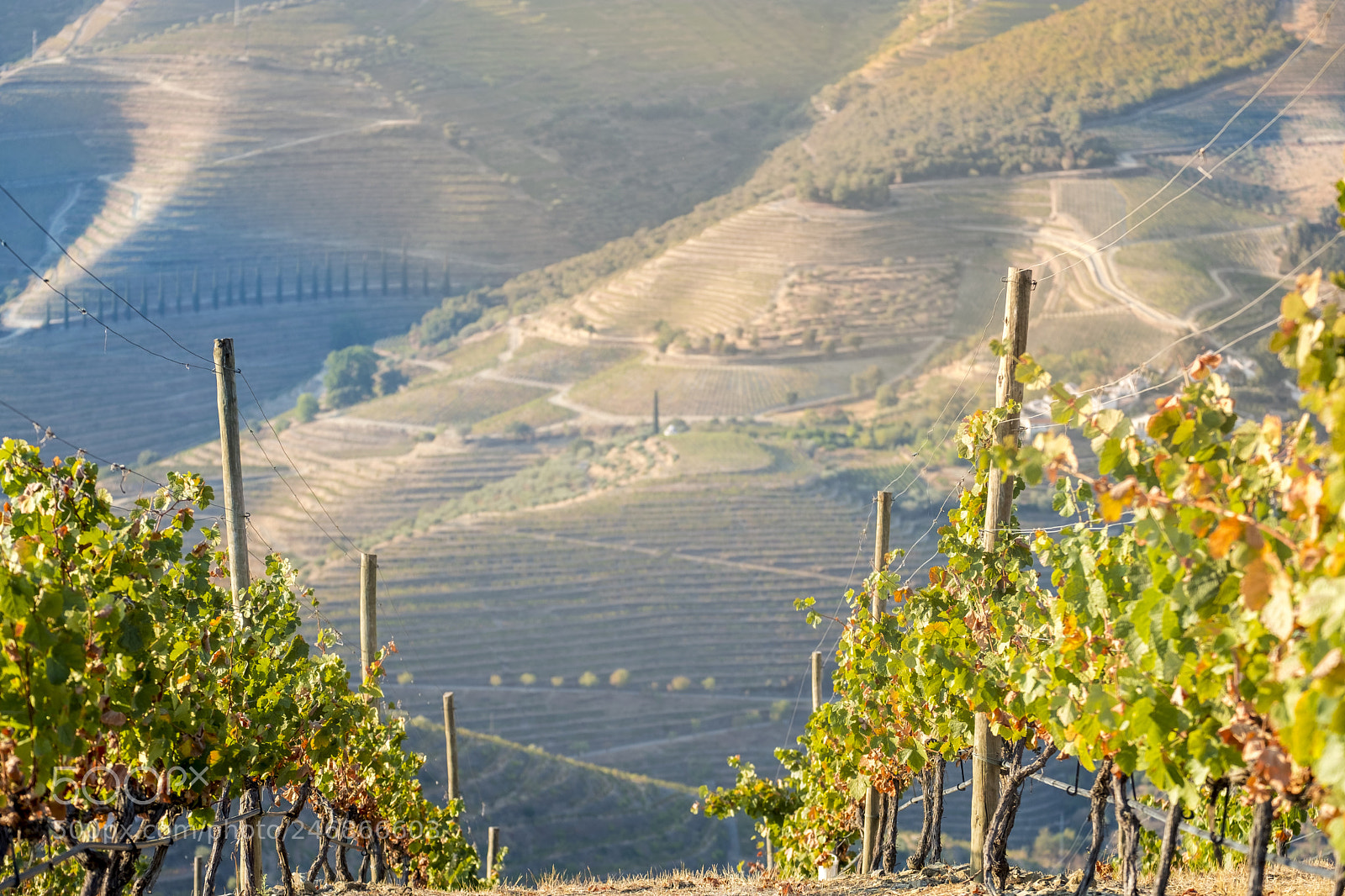 Fujifilm X-T2 sample photo. Vineyards in the douro photography