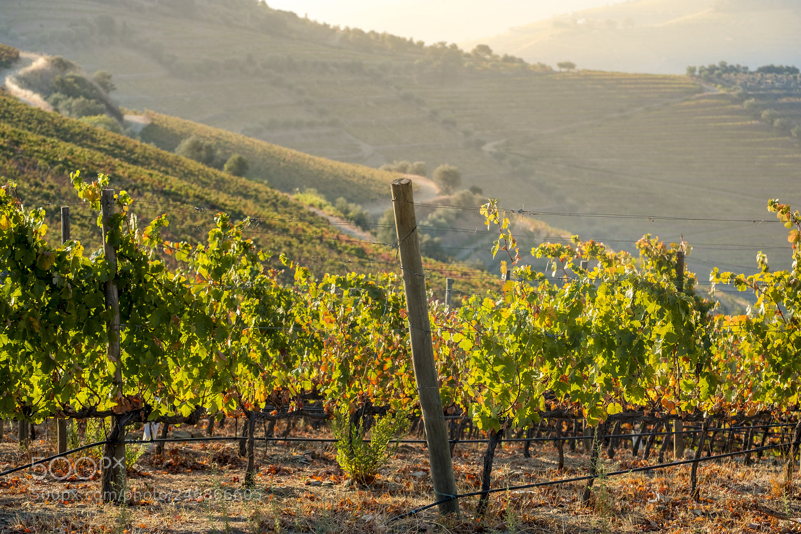Fujifilm X-T2 sample photo. Vineyards in the douro photography