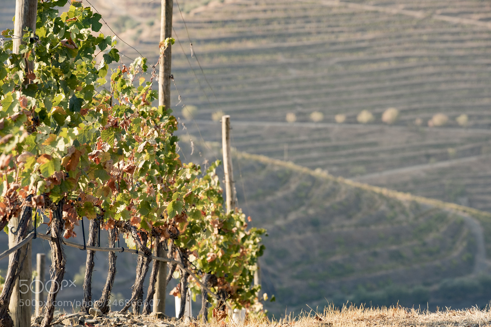 Fujifilm X-T2 sample photo. Vineyards in the douro photography