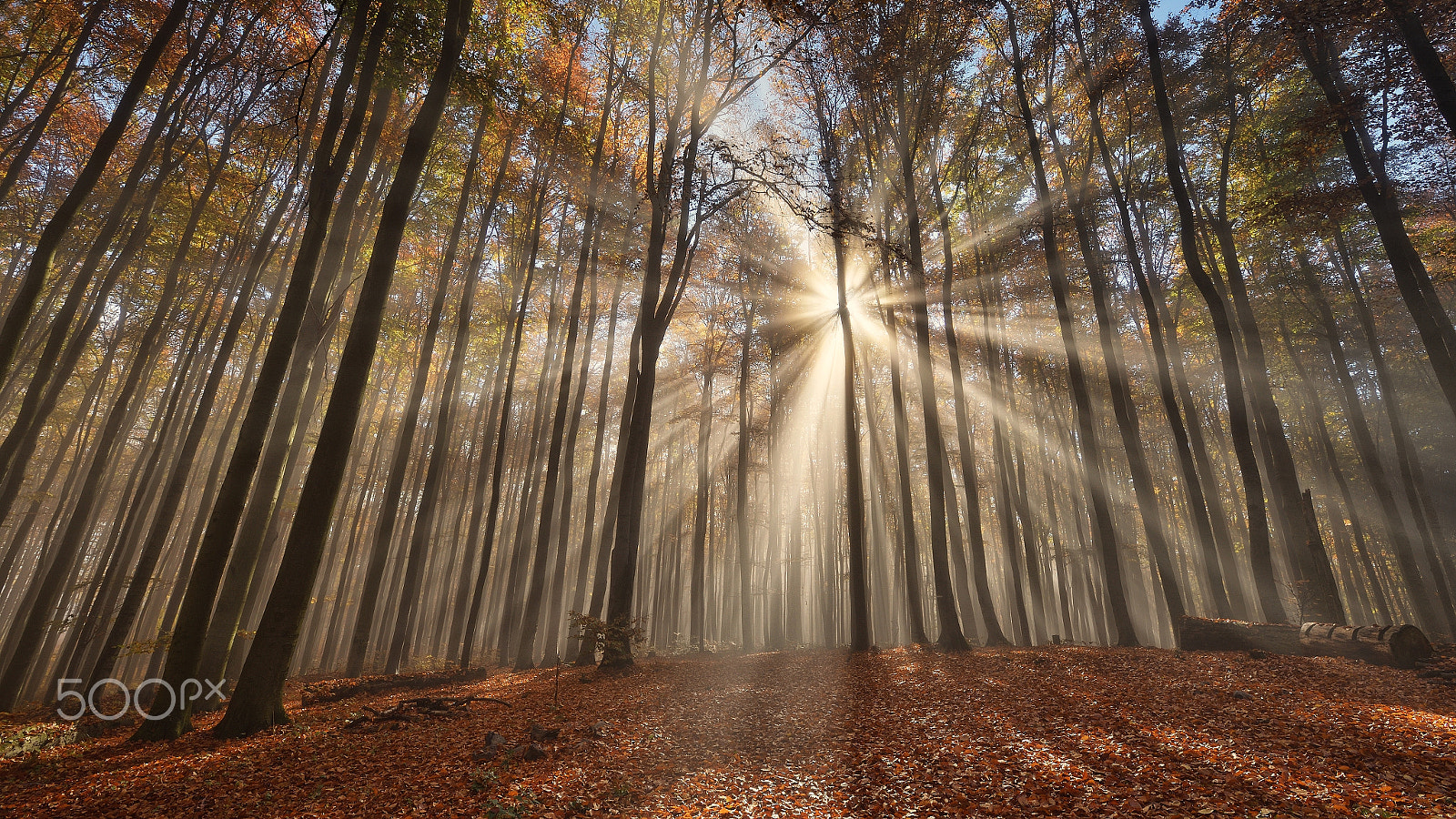 Samyang 14mm F2.8 ED AS IF UMC sample photo. In the autumn beech forest ... photography
