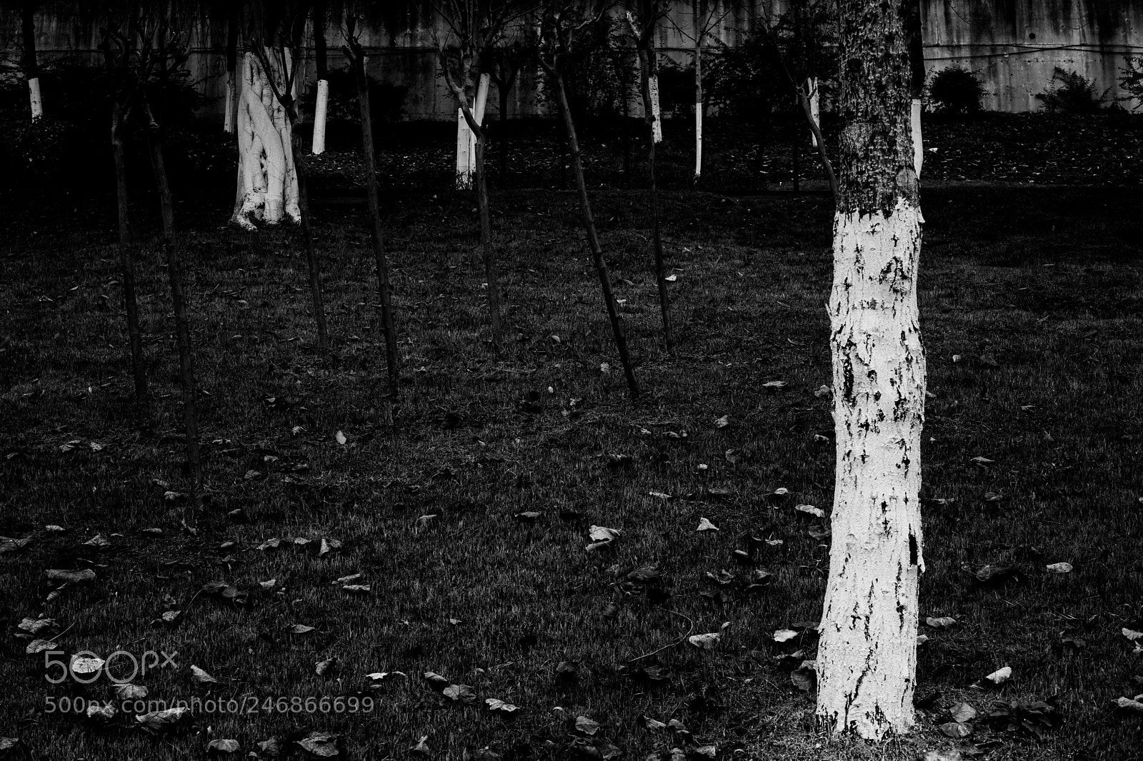 Sony a7 sample photo. Untitled photo photography