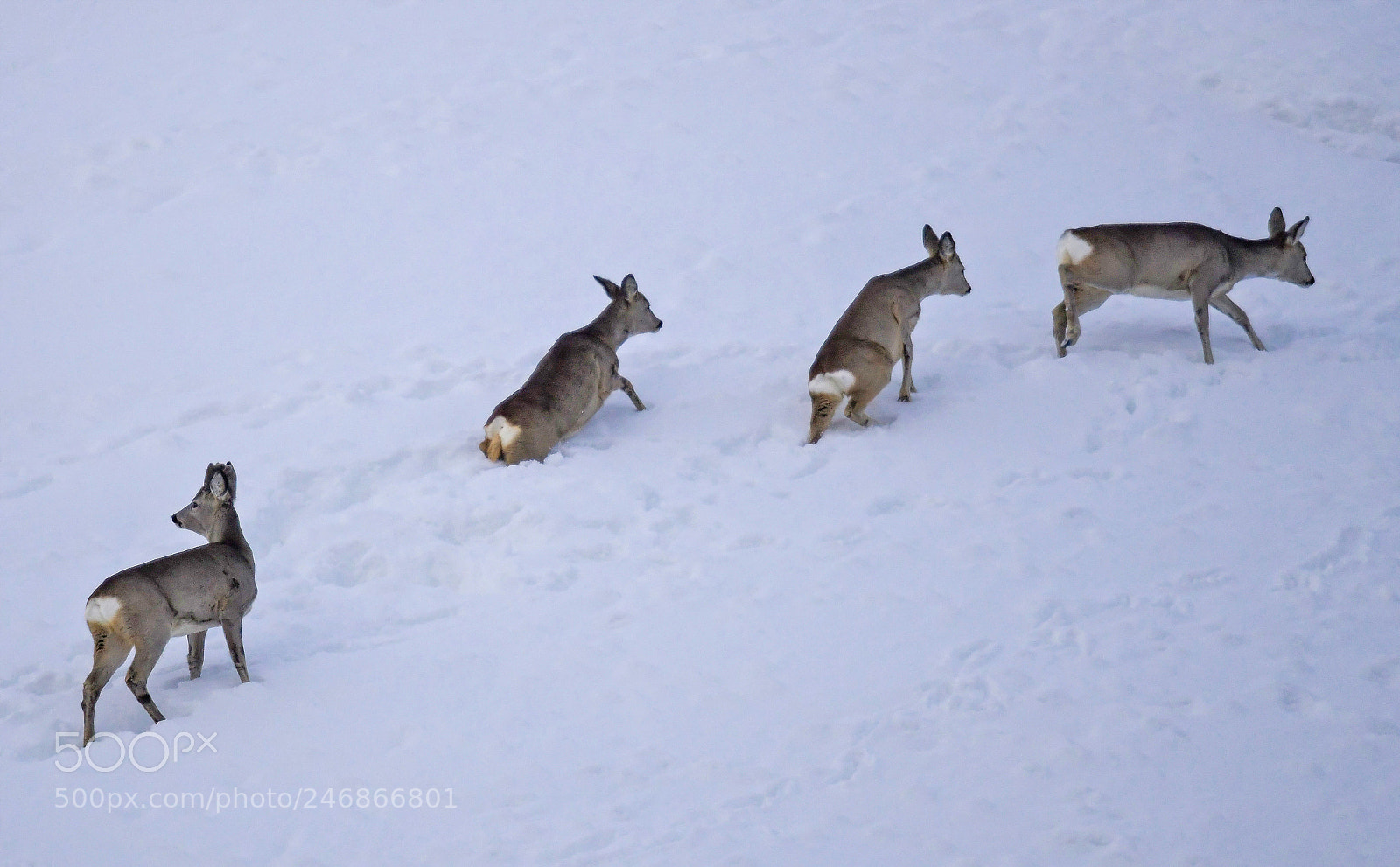 Nikon D850 sample photo. Snow conditions: unstable photography