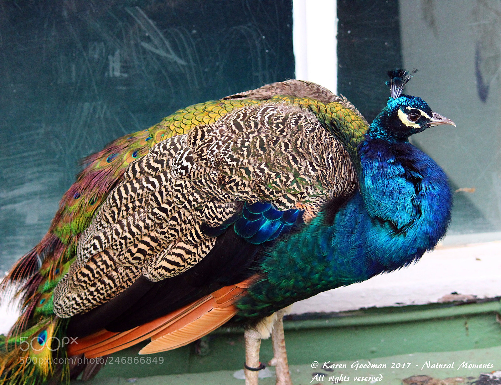 Canon EF-S 55-250mm F4-5.6 IS II sample photo. Dudley zoo photography