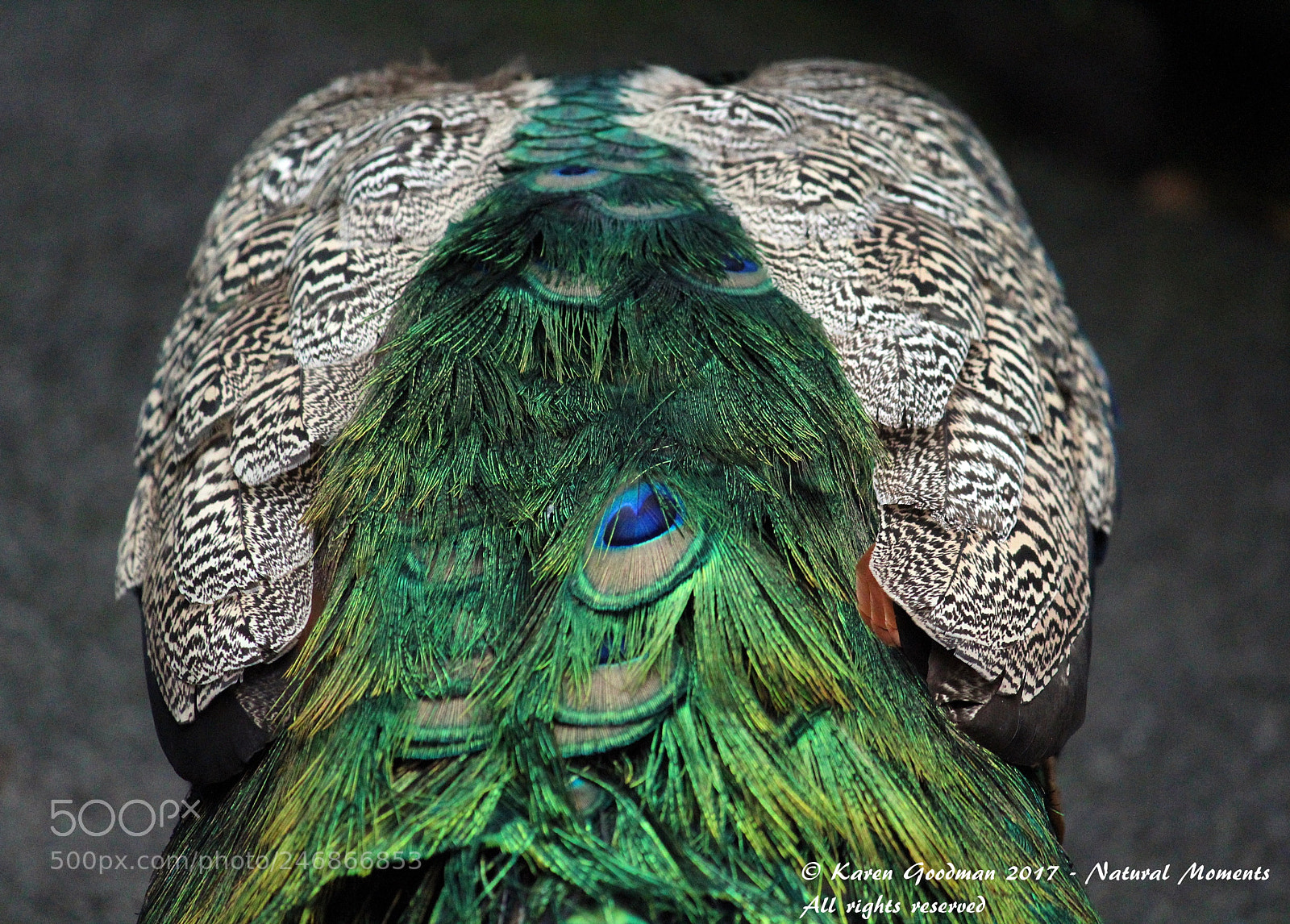 Canon EF-S 55-250mm F4-5.6 IS II sample photo. Dudley zoo photography