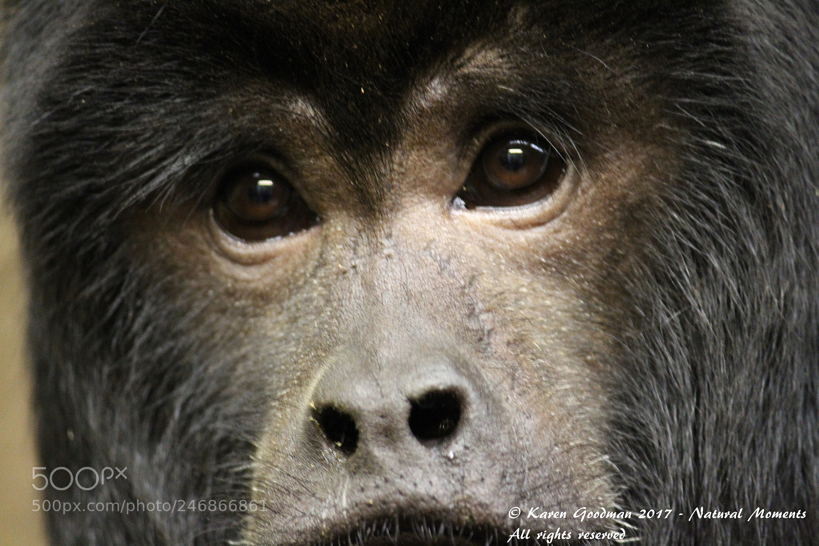 Canon EF-S 55-250mm F4-5.6 IS II sample photo. Dudley zoo photography