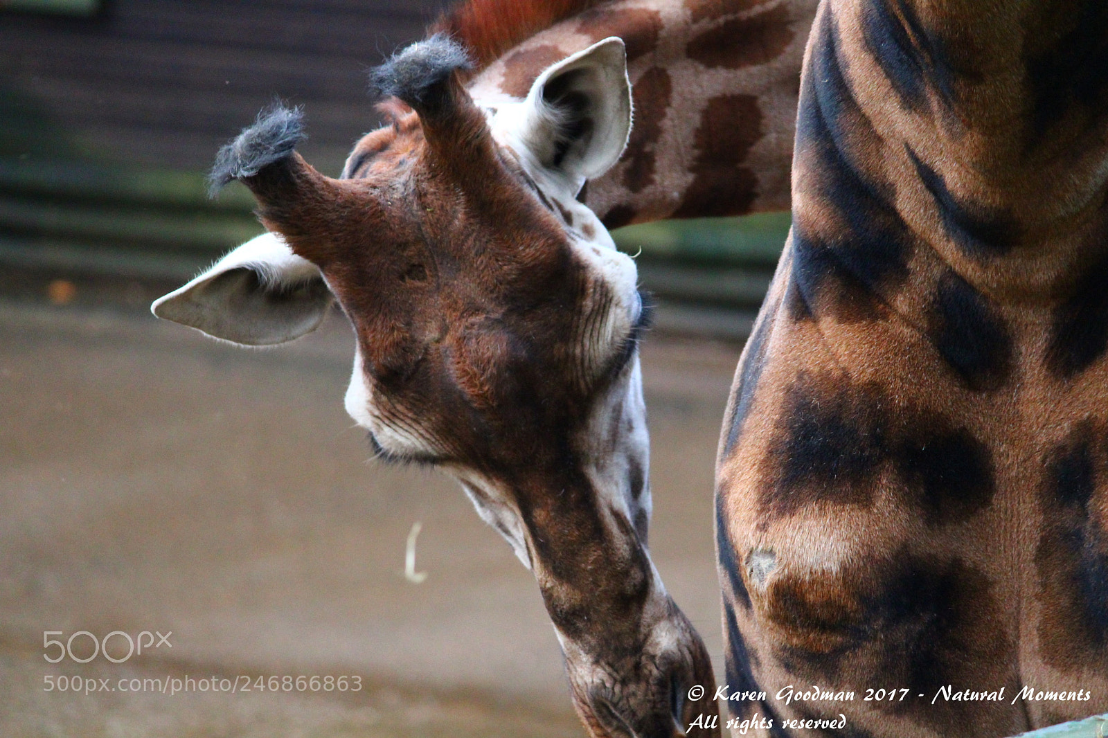 Canon EF-S 55-250mm F4-5.6 IS II sample photo. Dudley zoo photography