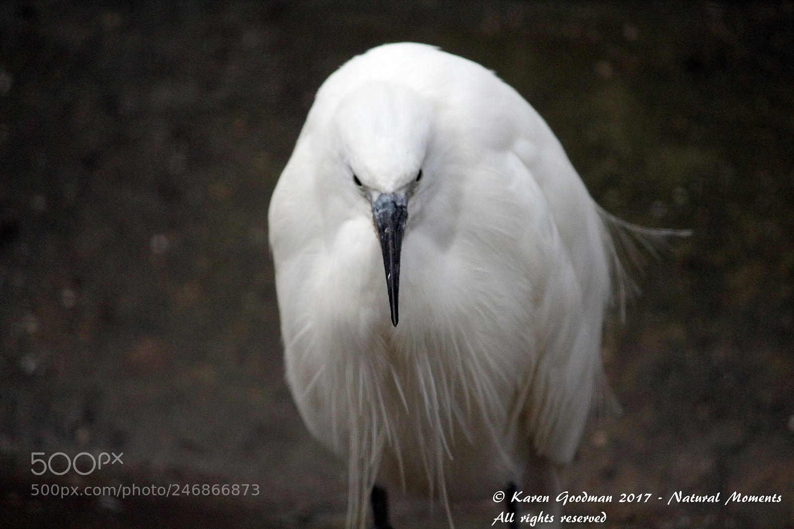 Canon EF-S 55-250mm F4-5.6 IS II sample photo. Dudley zoo photography