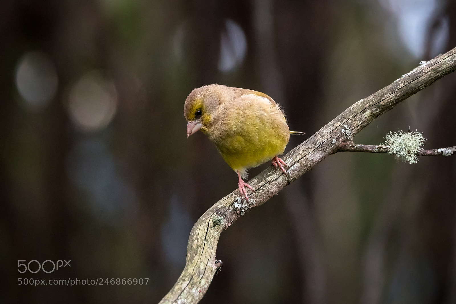 Panasonic Lumix DMC-GH4 sample photo. Greenfinch photography
