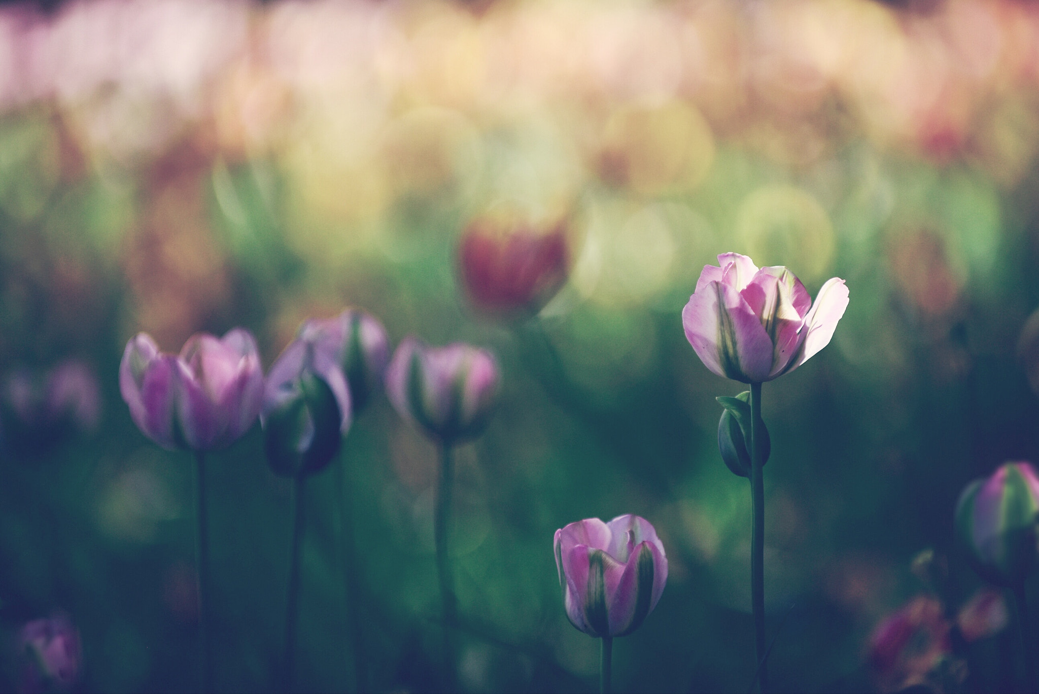 Nikon D810 sample photo