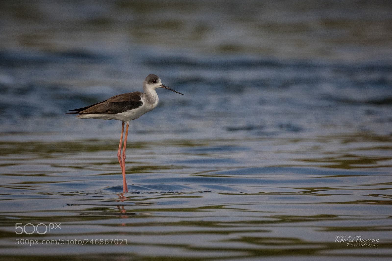 Canon EOS 7D Mark II sample photo. Black-winged stilt photography