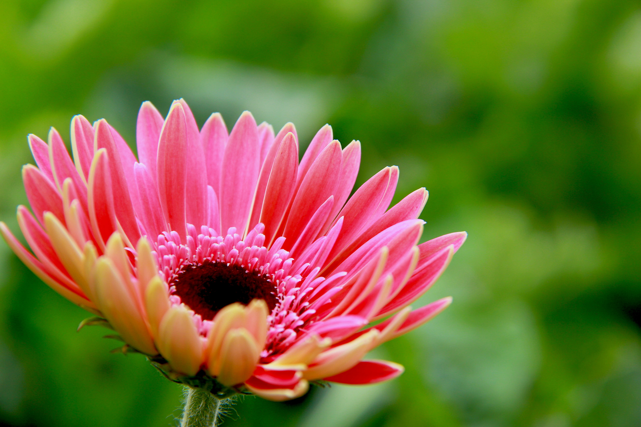 Canon EOS 600D (Rebel EOS T3i / EOS Kiss X5) sample photo. Portofolio photography