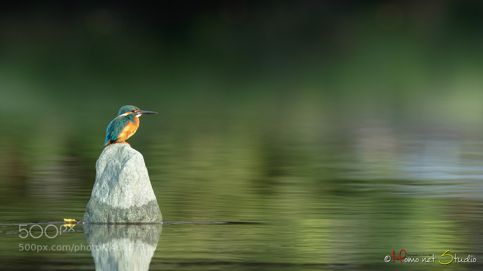 Canon EOS-1D X Mark II sample photo. Kingfisher in the green photography