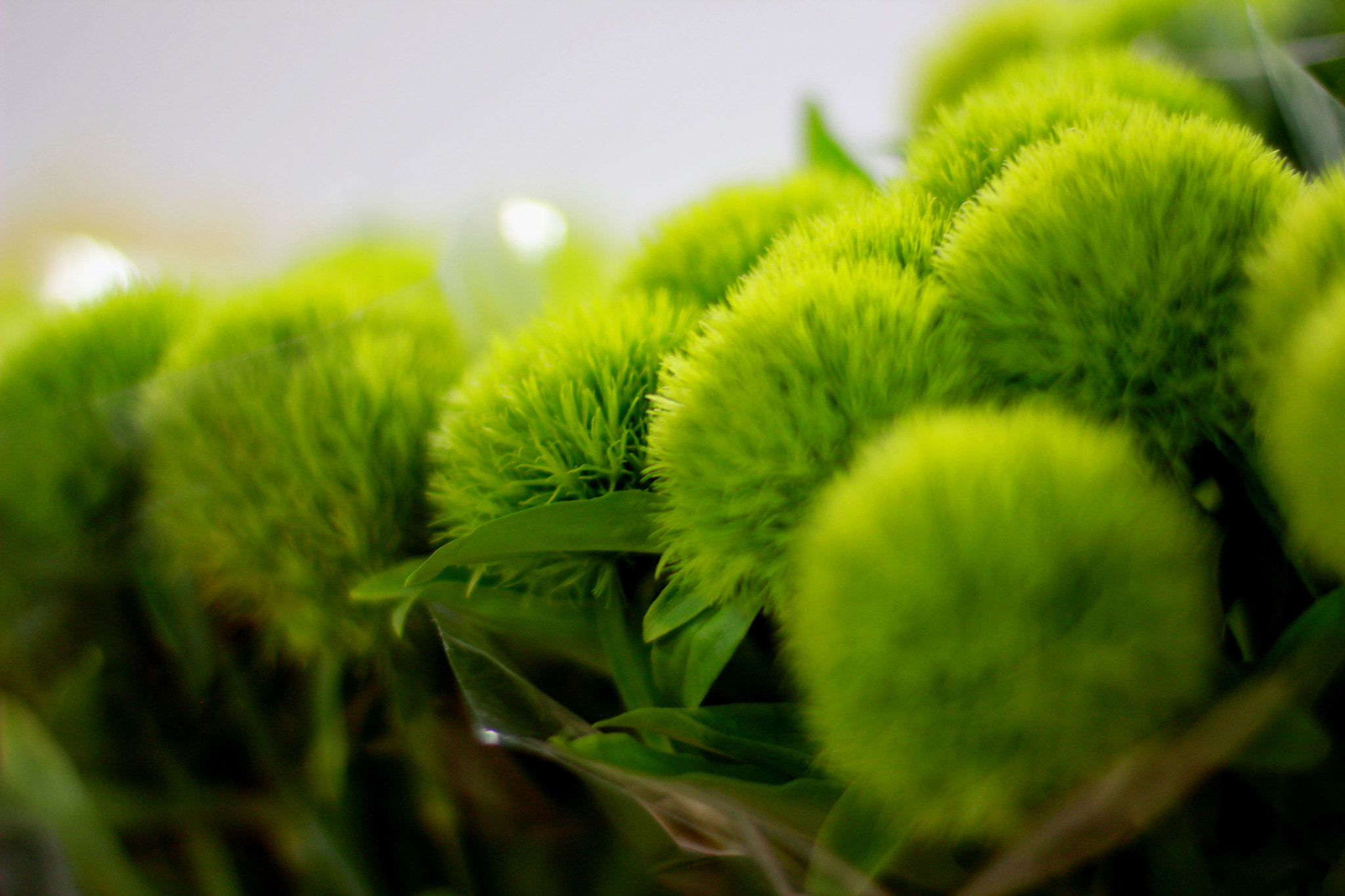 Canon EOS 600D (Rebel EOS T3i / EOS Kiss X5) + Canon EF 50mm F1.4 USM sample photo. Green flowers photography