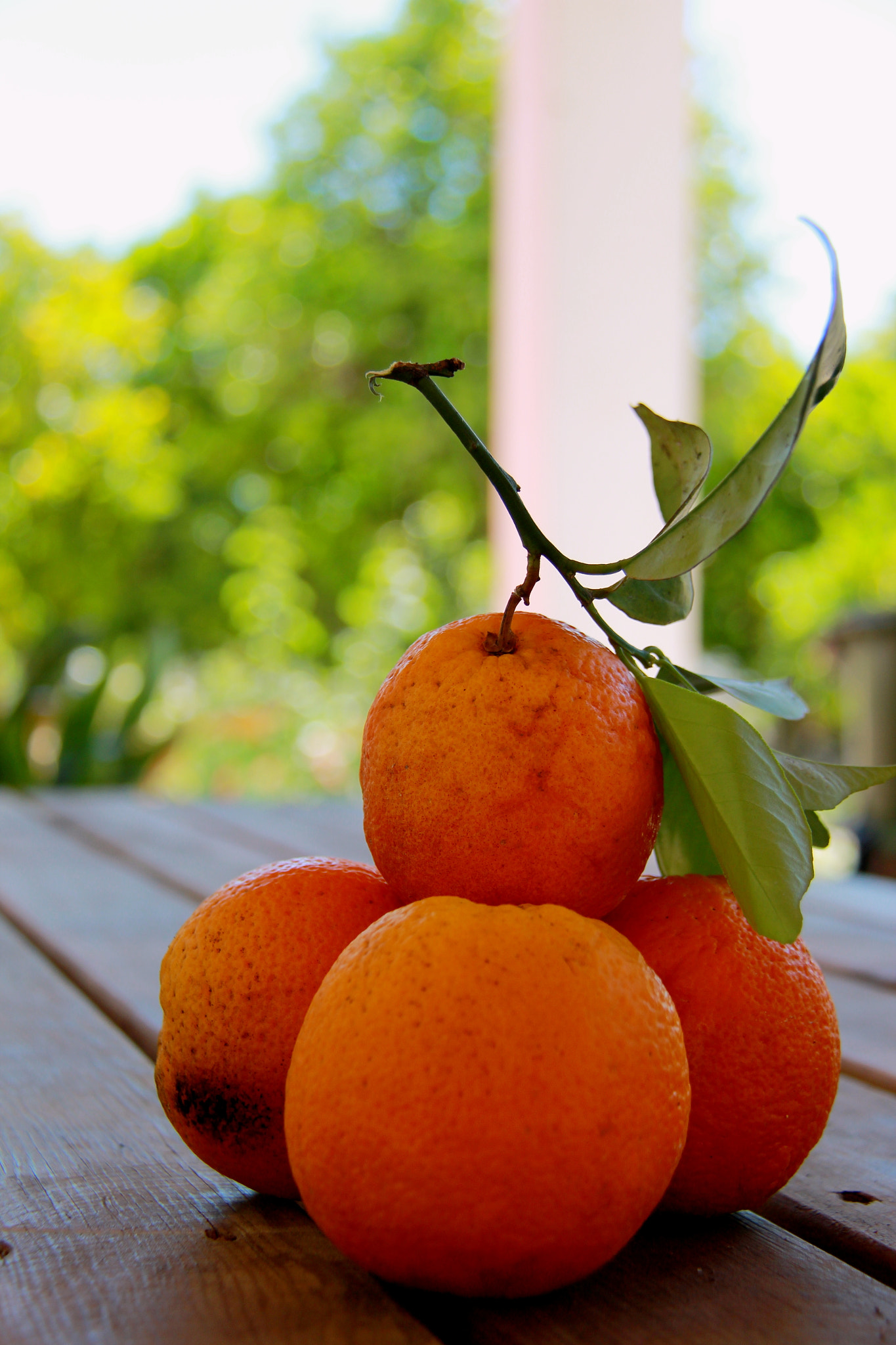 Canon EF-S 18-200mm F3.5-5.6 IS sample photo. Oranges photography