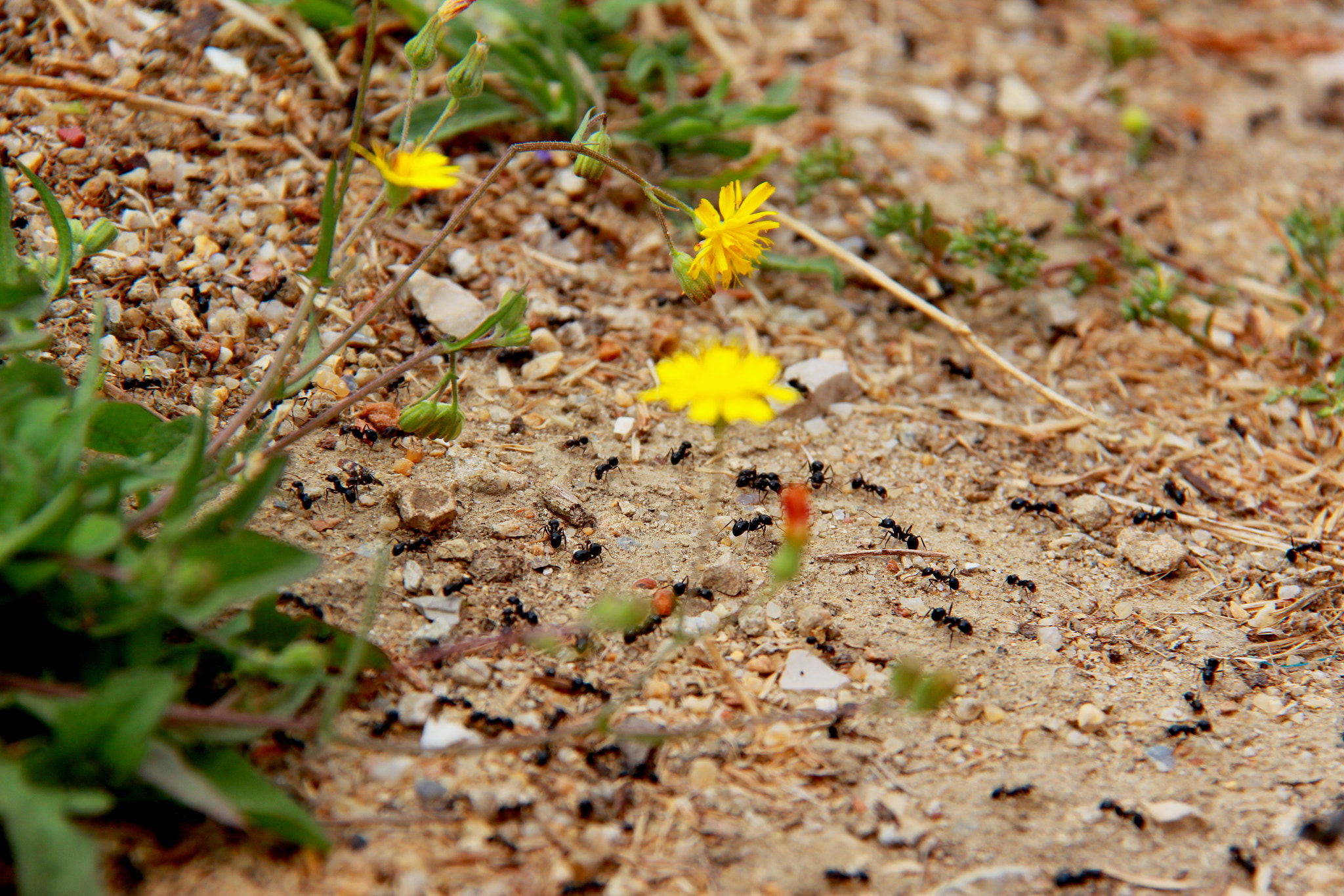 Canon EF-S 18-200mm F3.5-5.6 IS sample photo. Ants finding food photography
