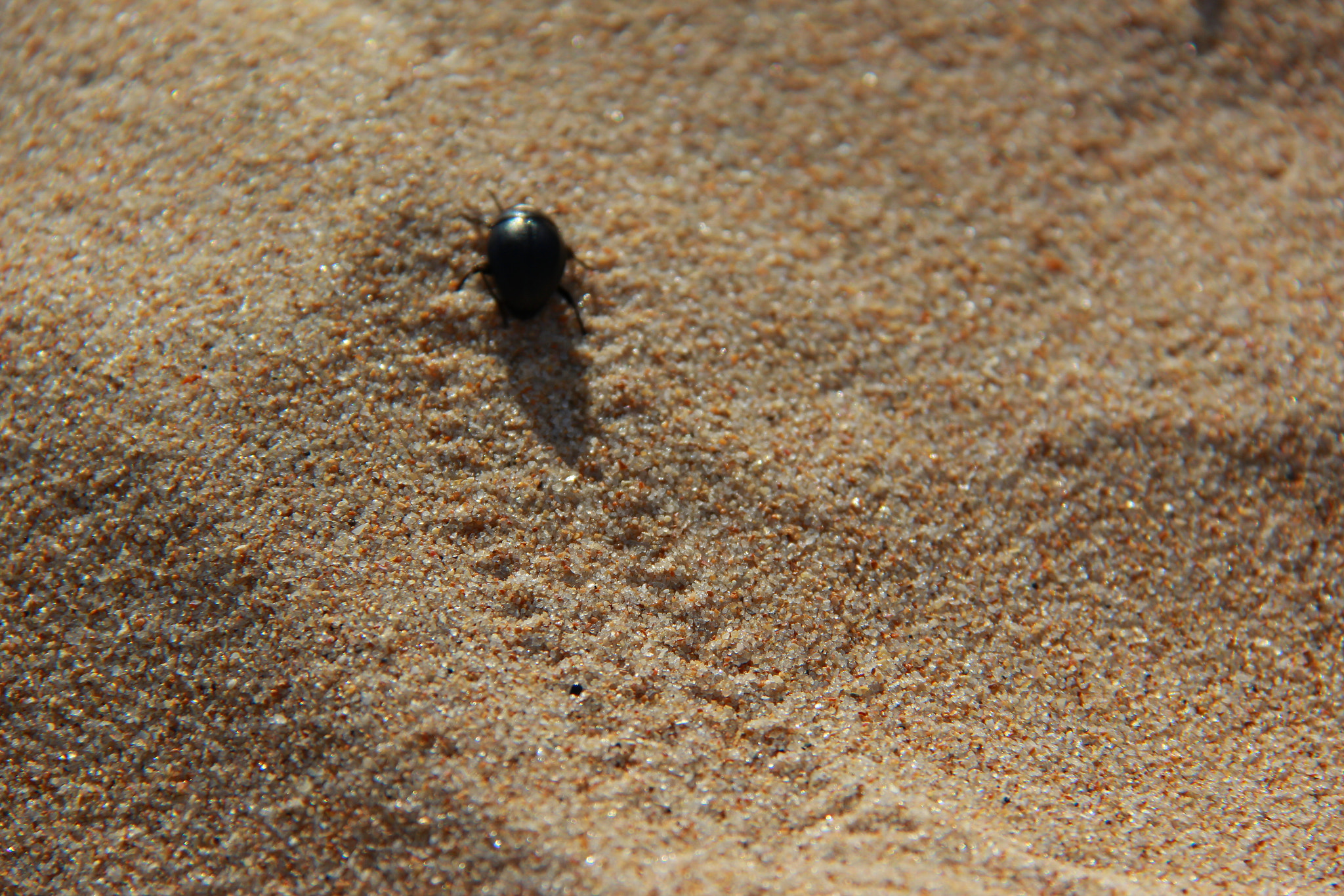 Canon EF-S 18-200mm F3.5-5.6 IS sample photo. Bug on sand photography