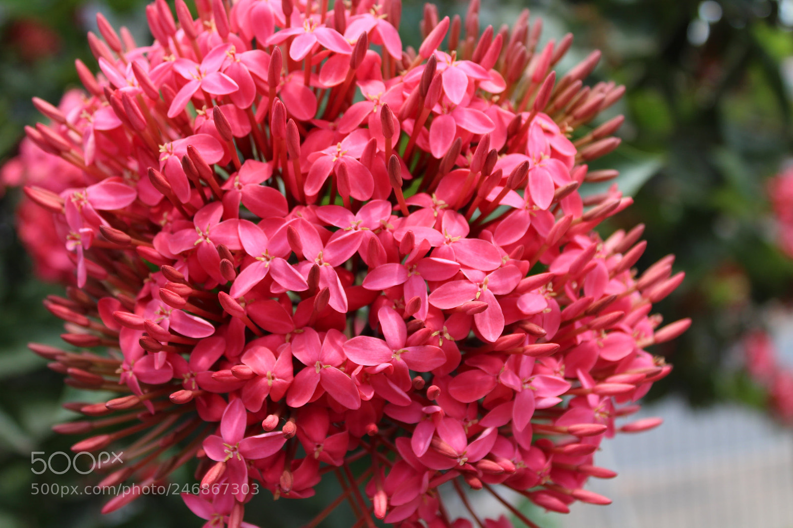 Canon EOS 1200D (EOS Rebel T5 / EOS Kiss X70 / EOS Hi) sample photo. Floyes photography