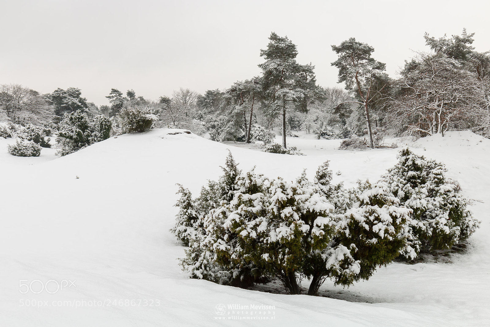 Canon EOS 70D sample photo. Juniper thickets snow photography