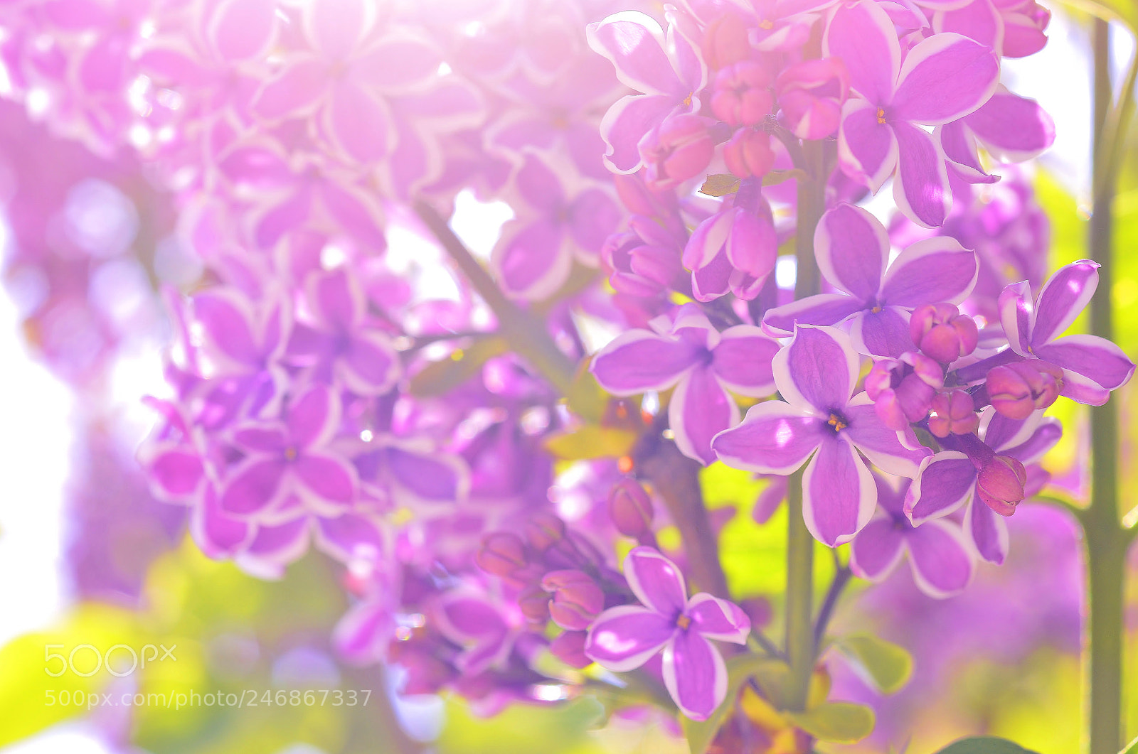 Nikon D3200 sample photo. Spring nature......macro photography
