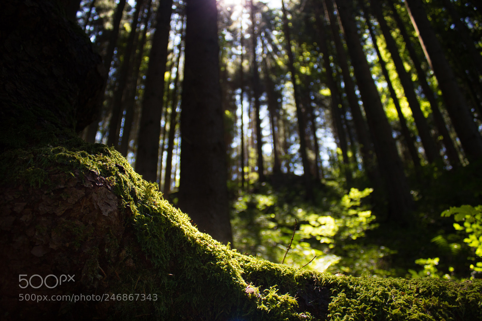 Canon EOS 750D (EOS Rebel T6i / EOS Kiss X8i) sample photo. Peace of the forest photography